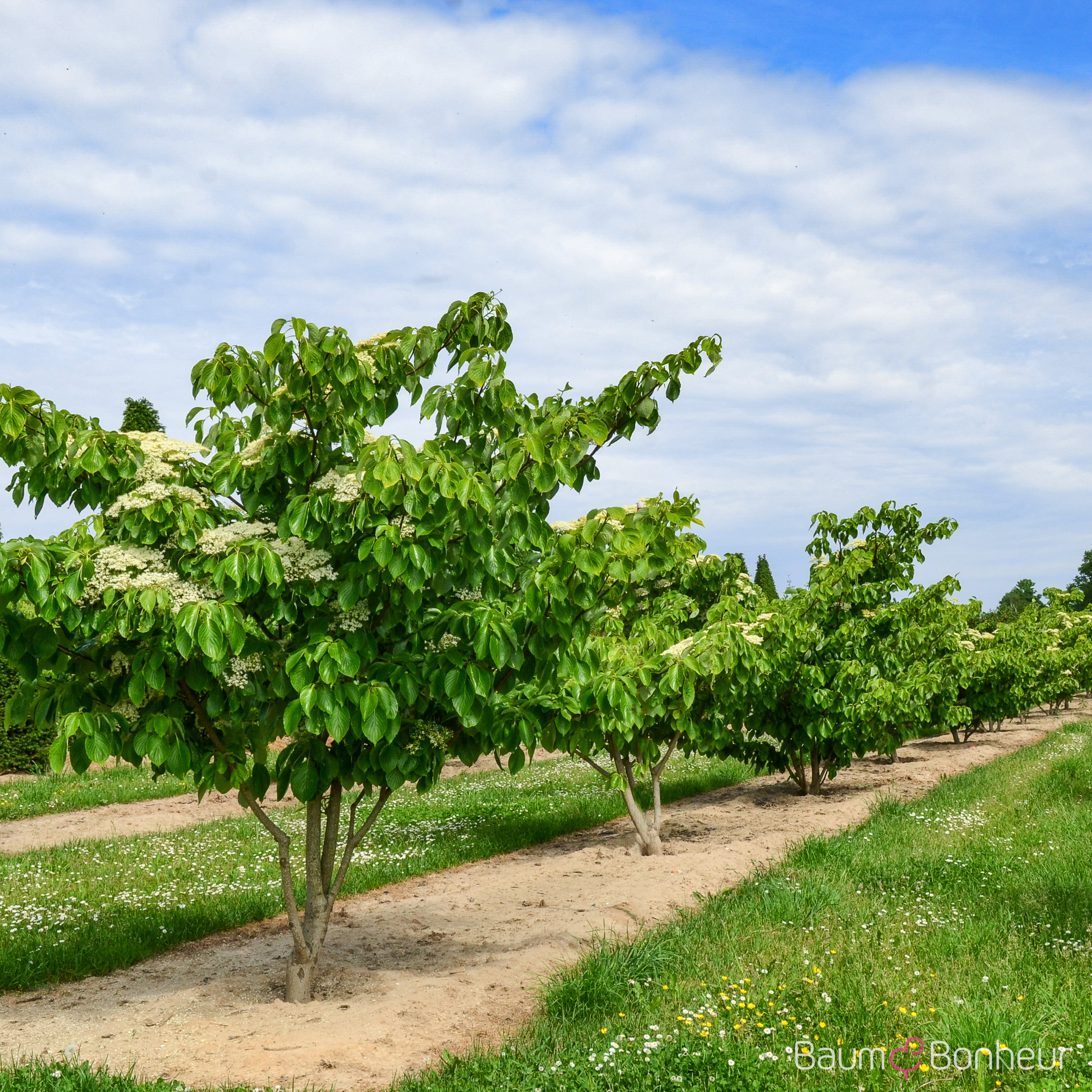 Cornus controversa