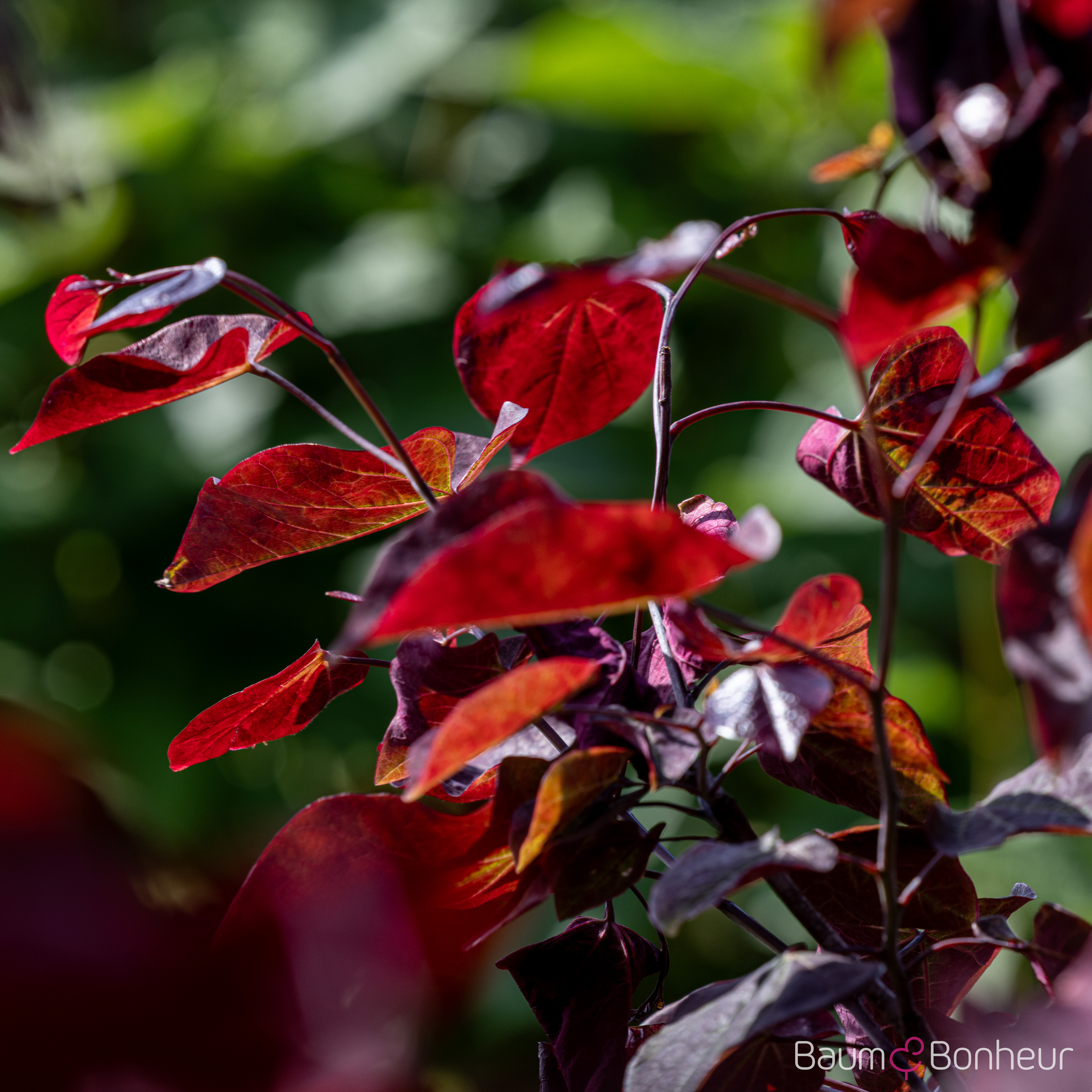 Cercis canadensis 'Forest Pansy'