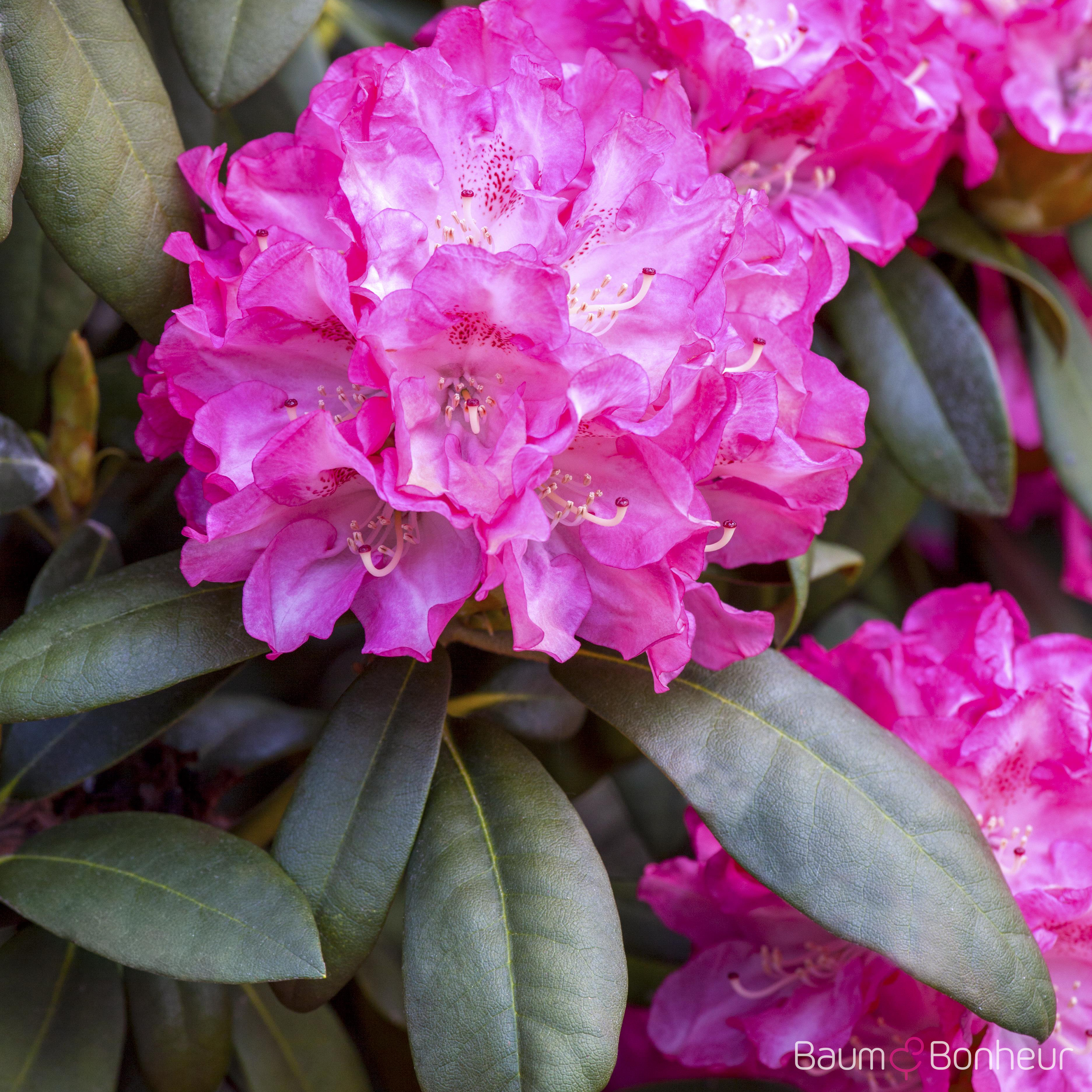 Rhododendron yakushimanum 'Anuschka'