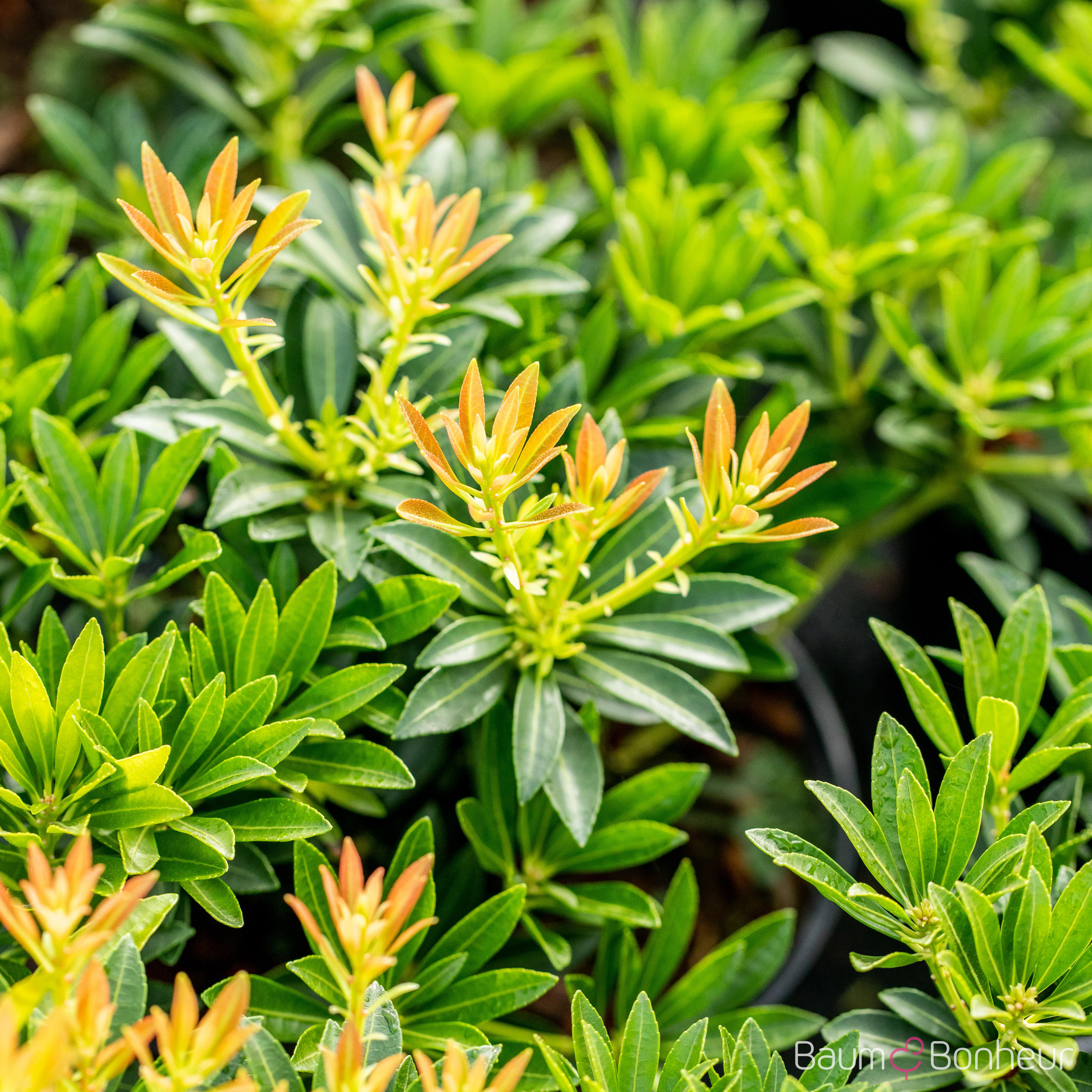 Pieris japonica 'Debutante'