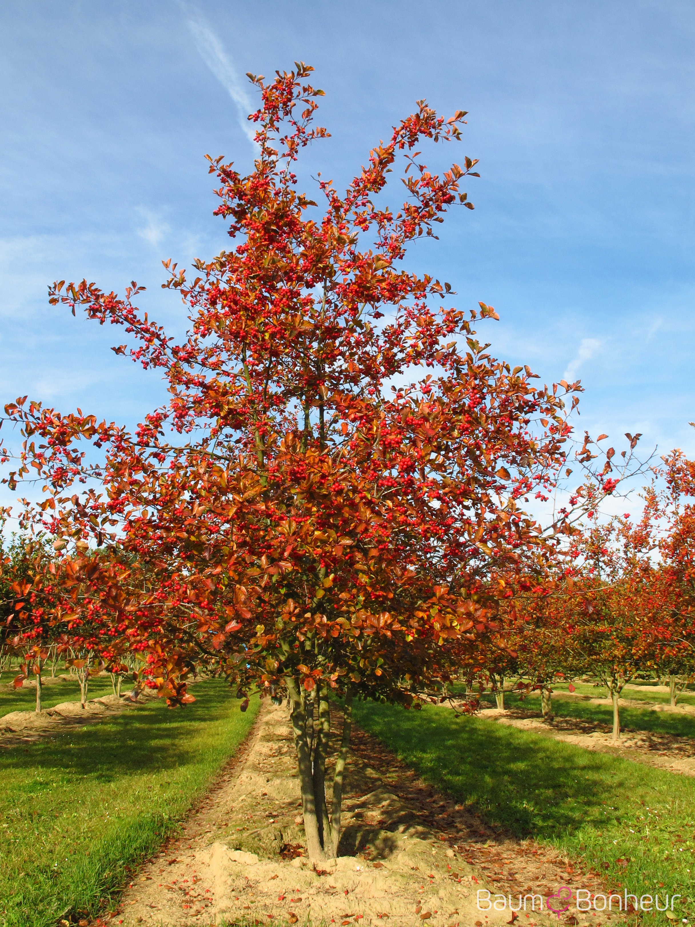 Crataegus persimilis 'Splendens'