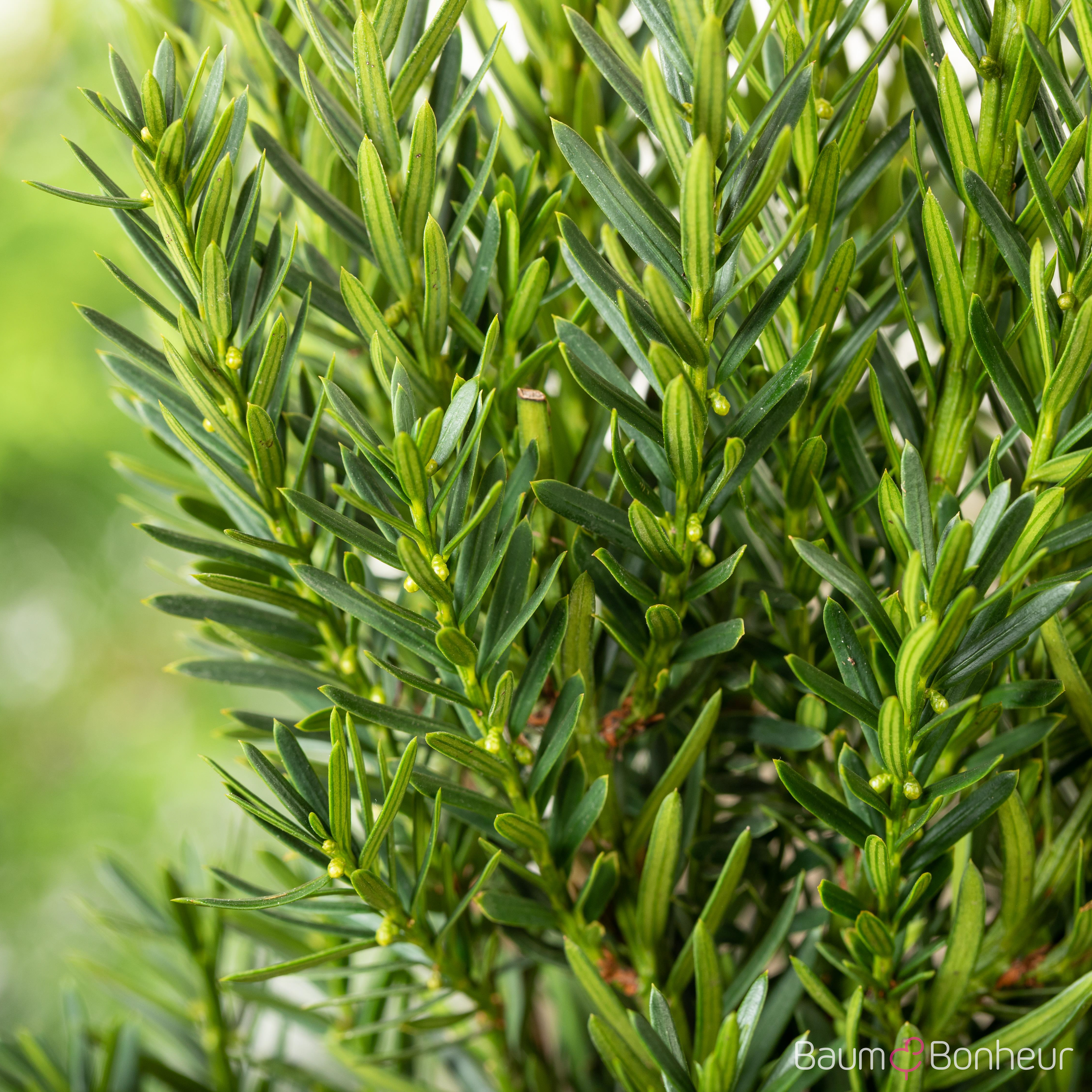 Taxus media 'Hillii'