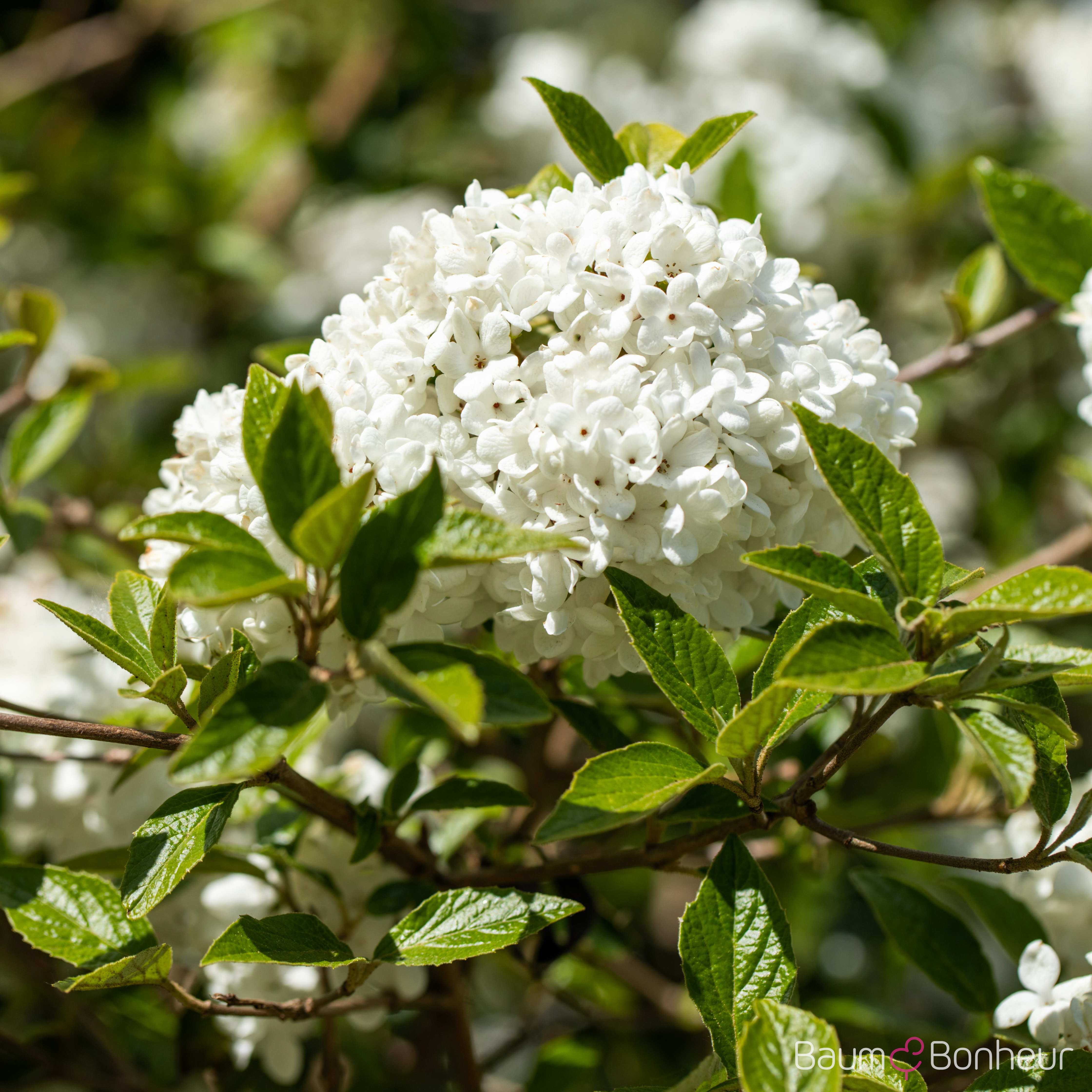 Viburnum 'Eskimo'