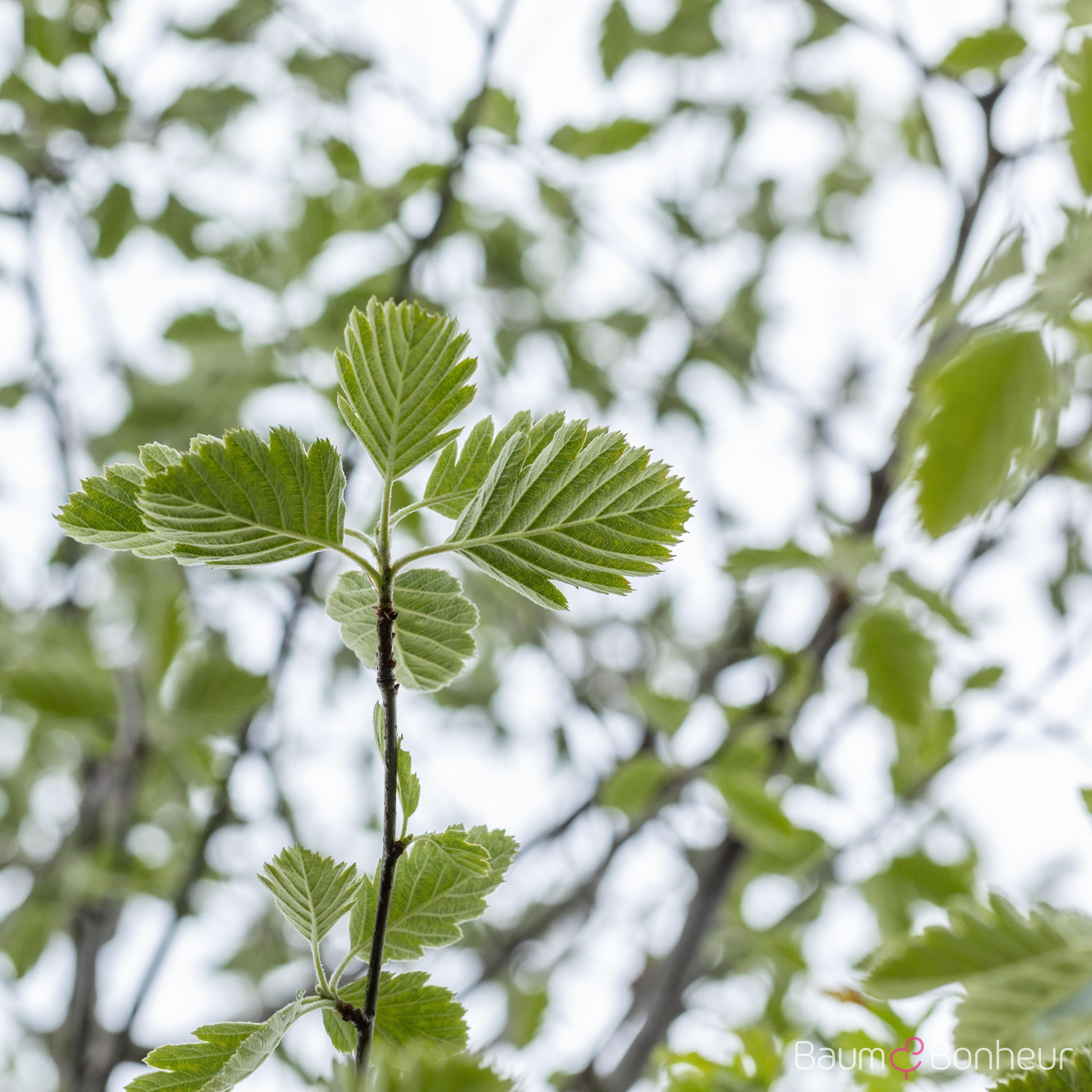 Sorbus intermedia 'Brouwers'