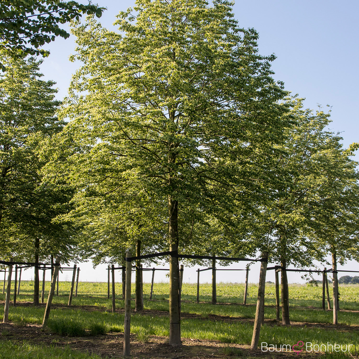 Tilia cordata 'Erecta'