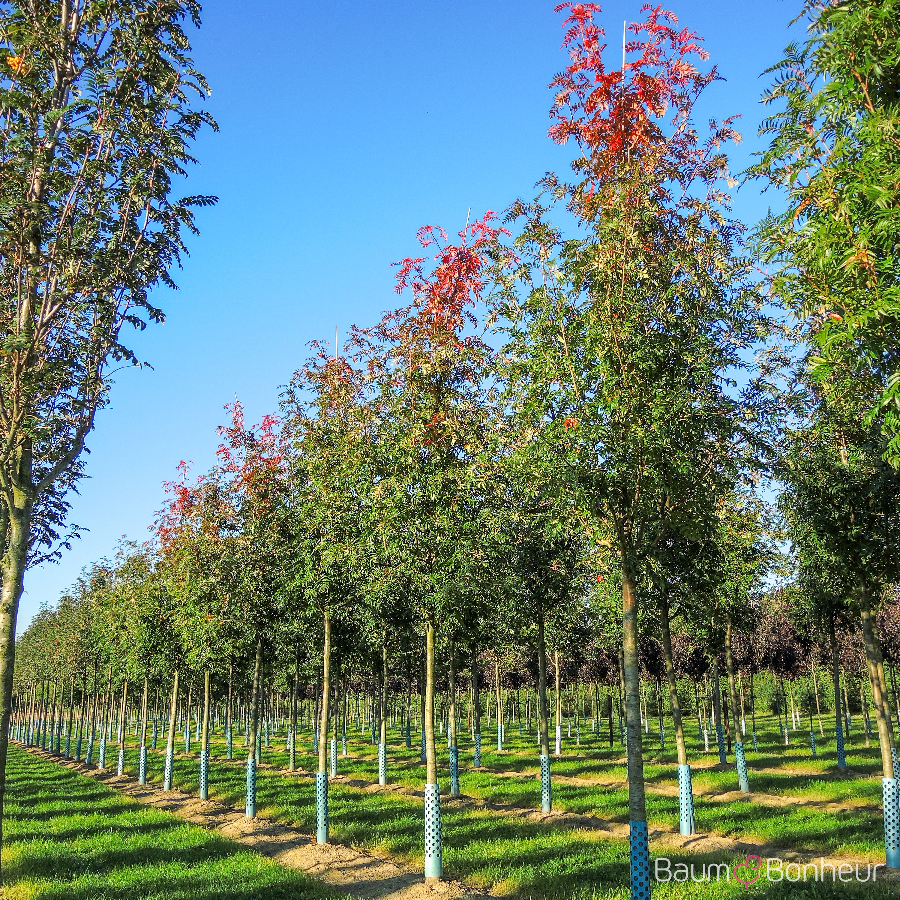 Sorbus 'Dodong'