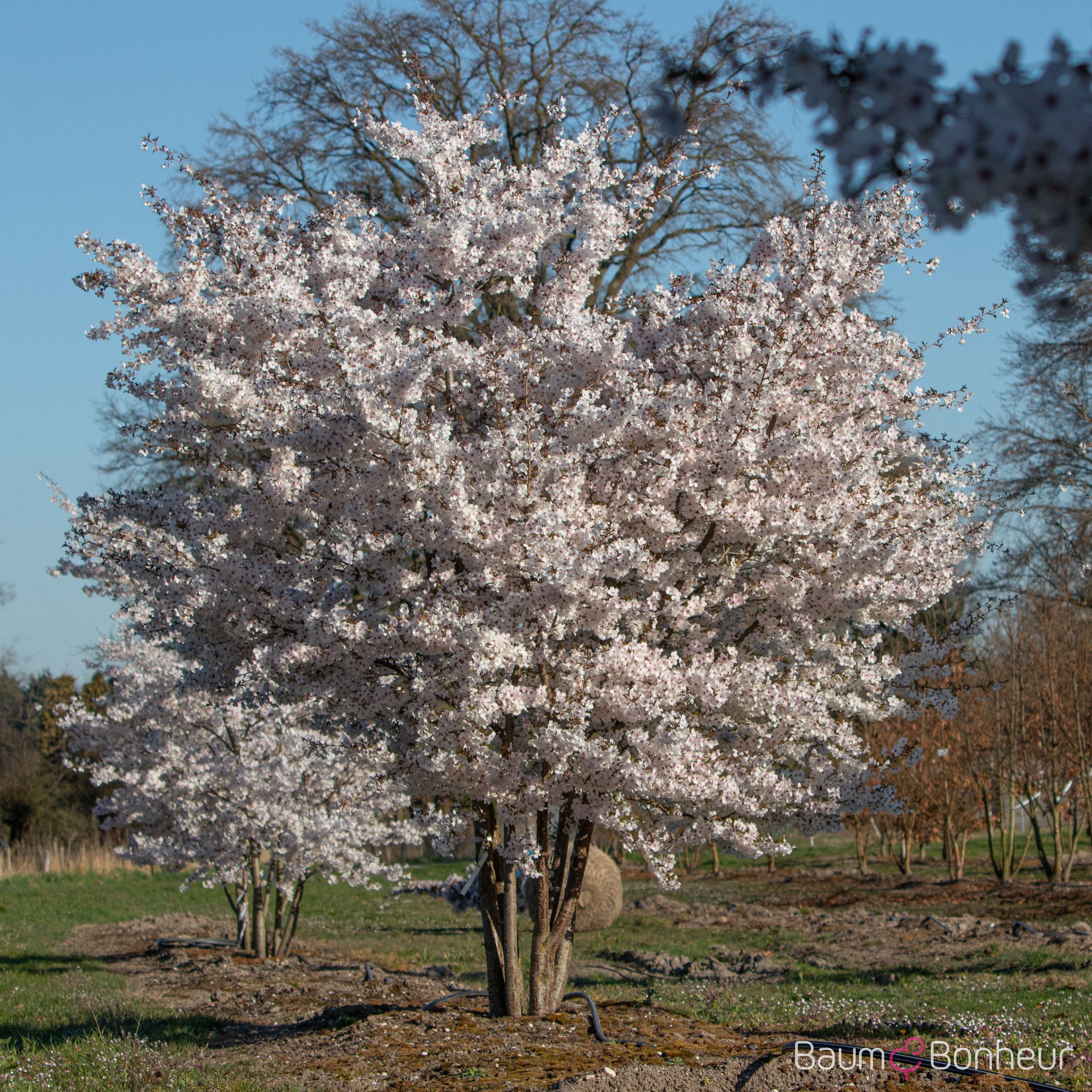 Prunus incisa 'The Bride'