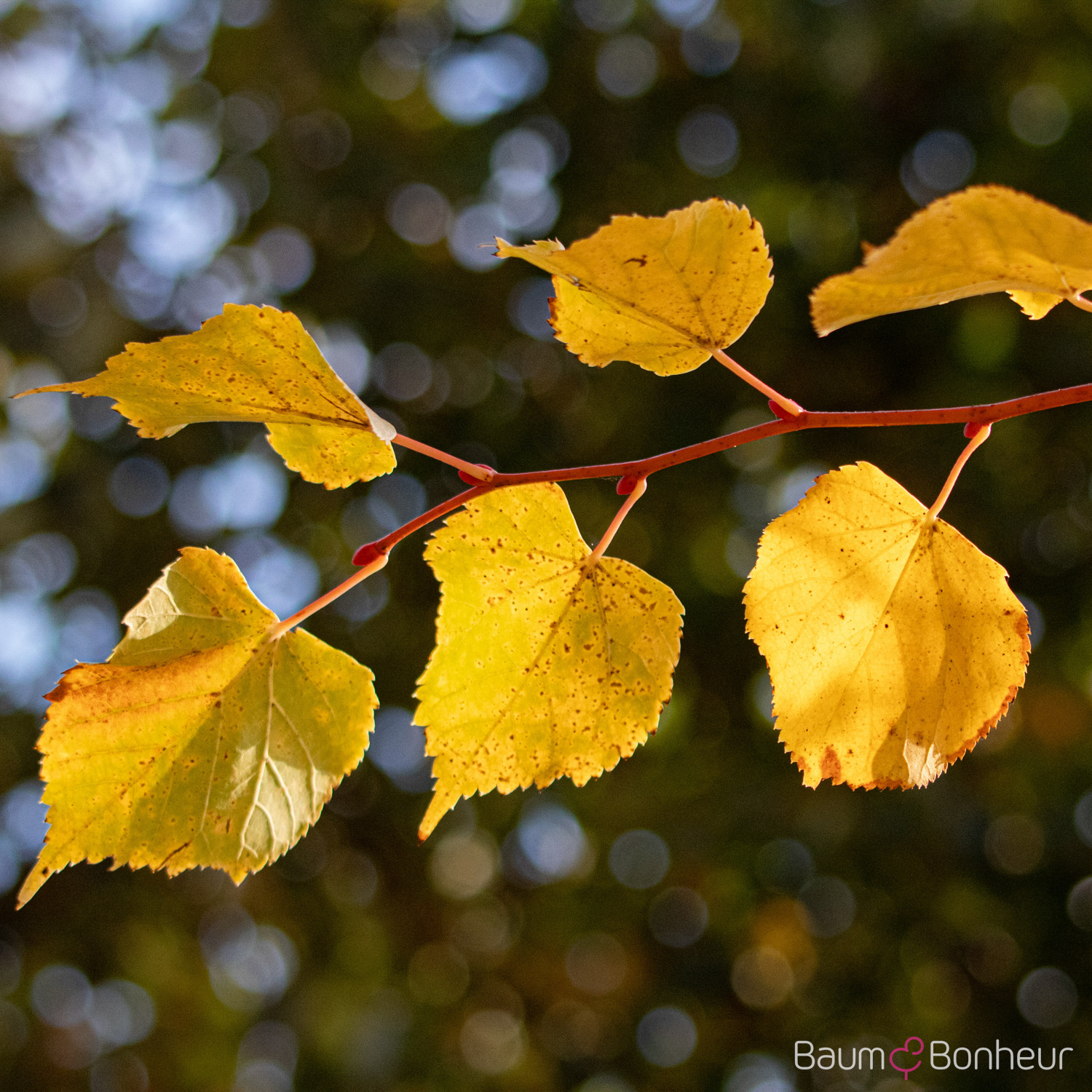 Tilia cordata 'Winter Orange'