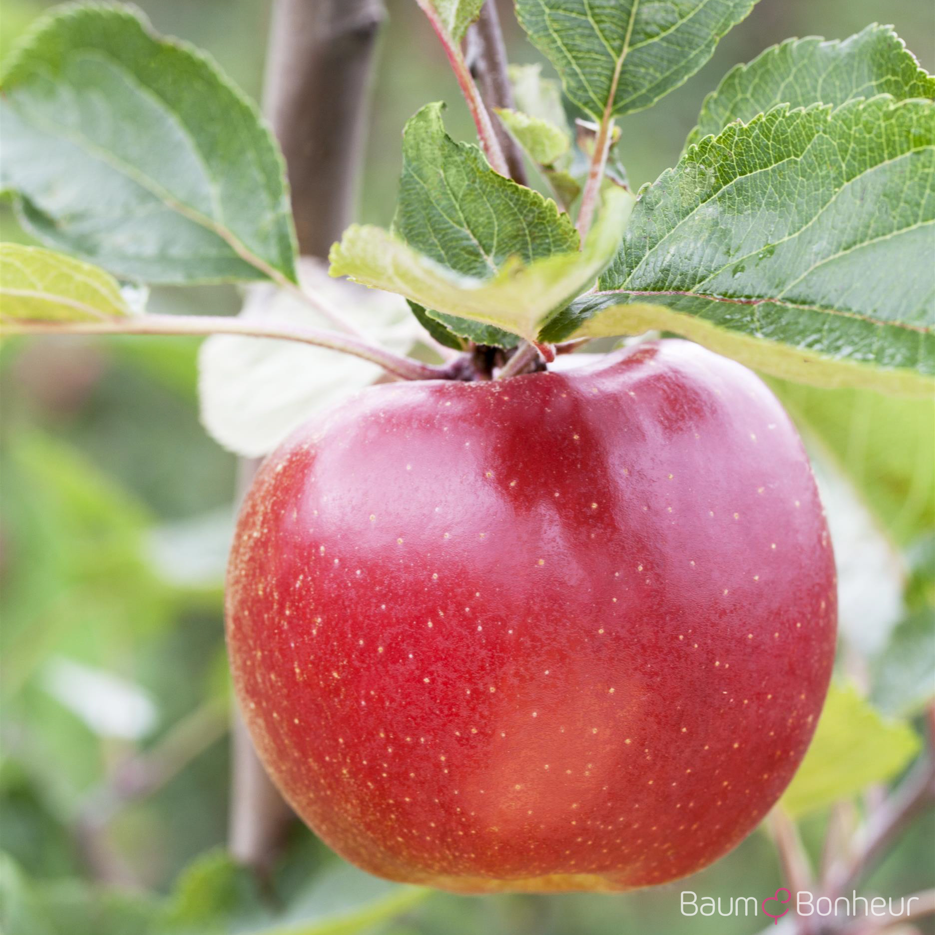 Malus 'Boskoop'