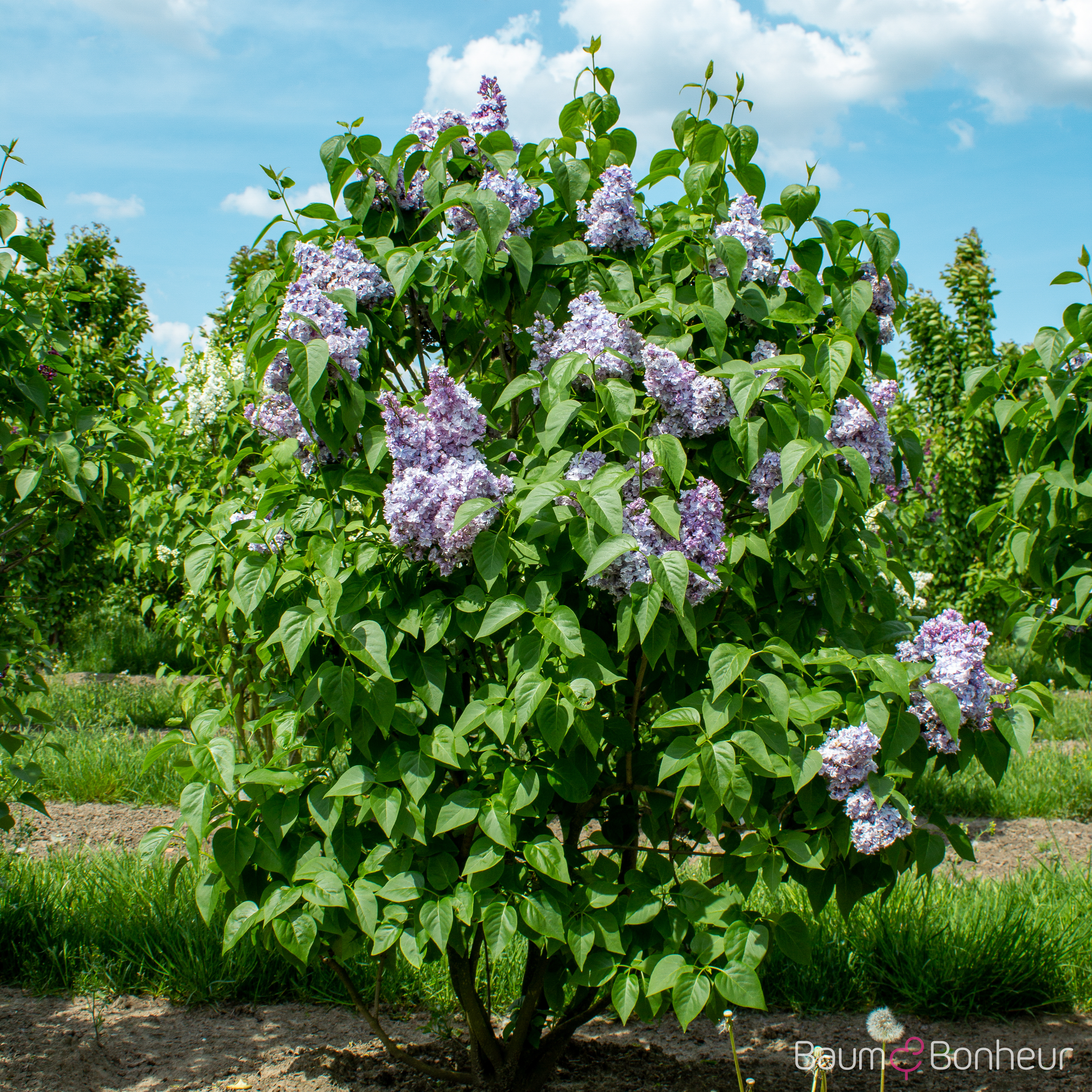 Syringa vulgaris 'President Lincoln'