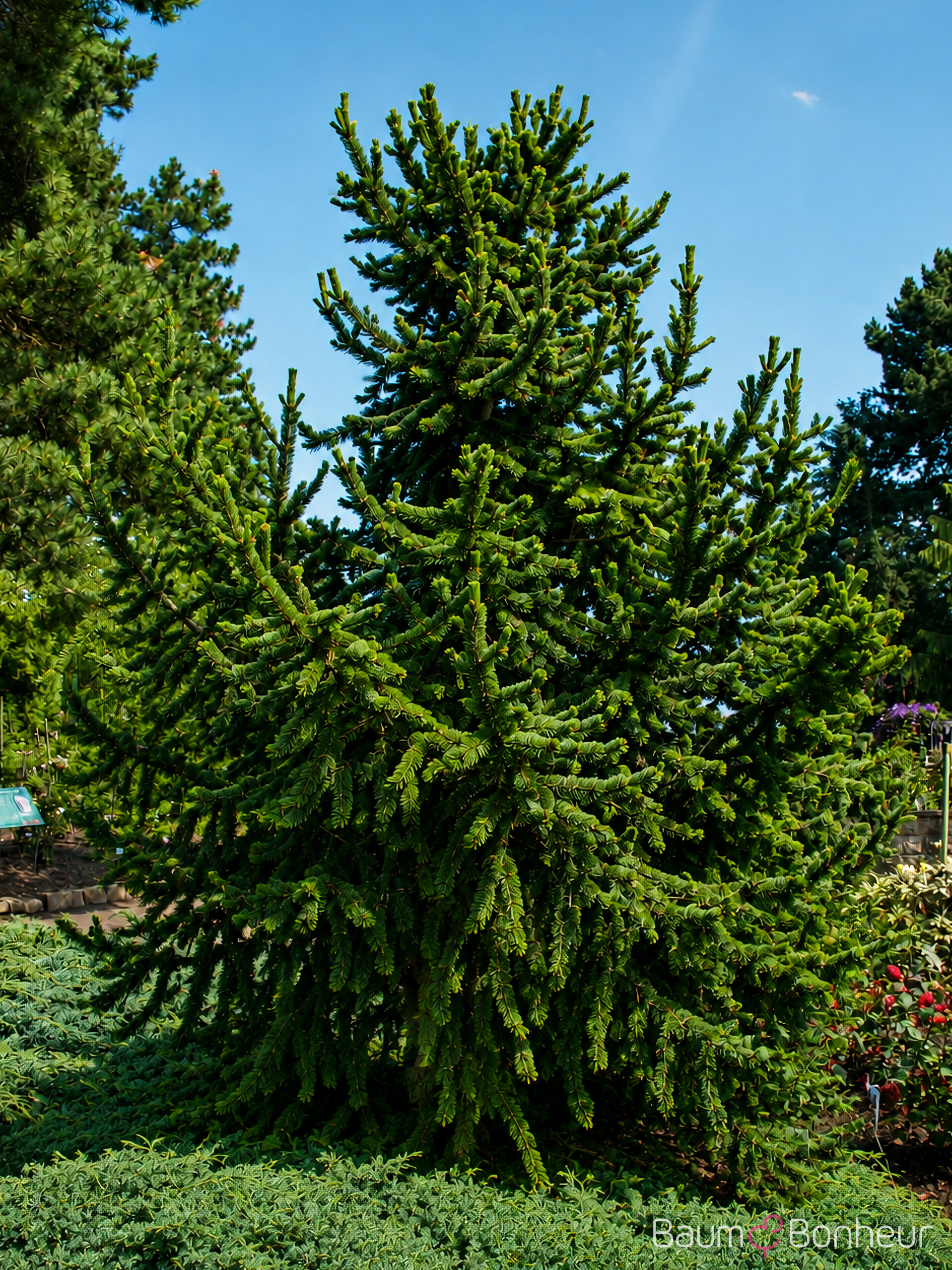 Pinus aristata