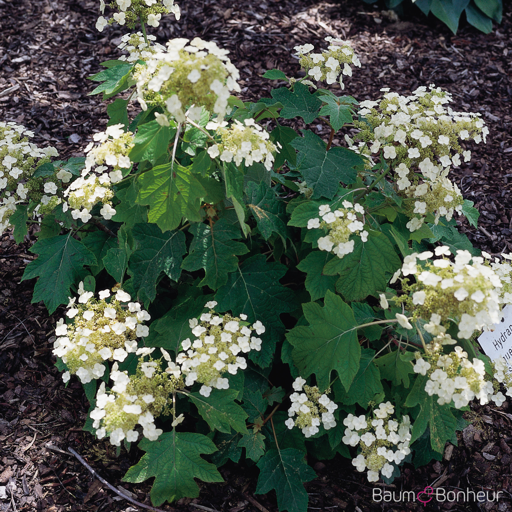 Hydrangea quercifolia