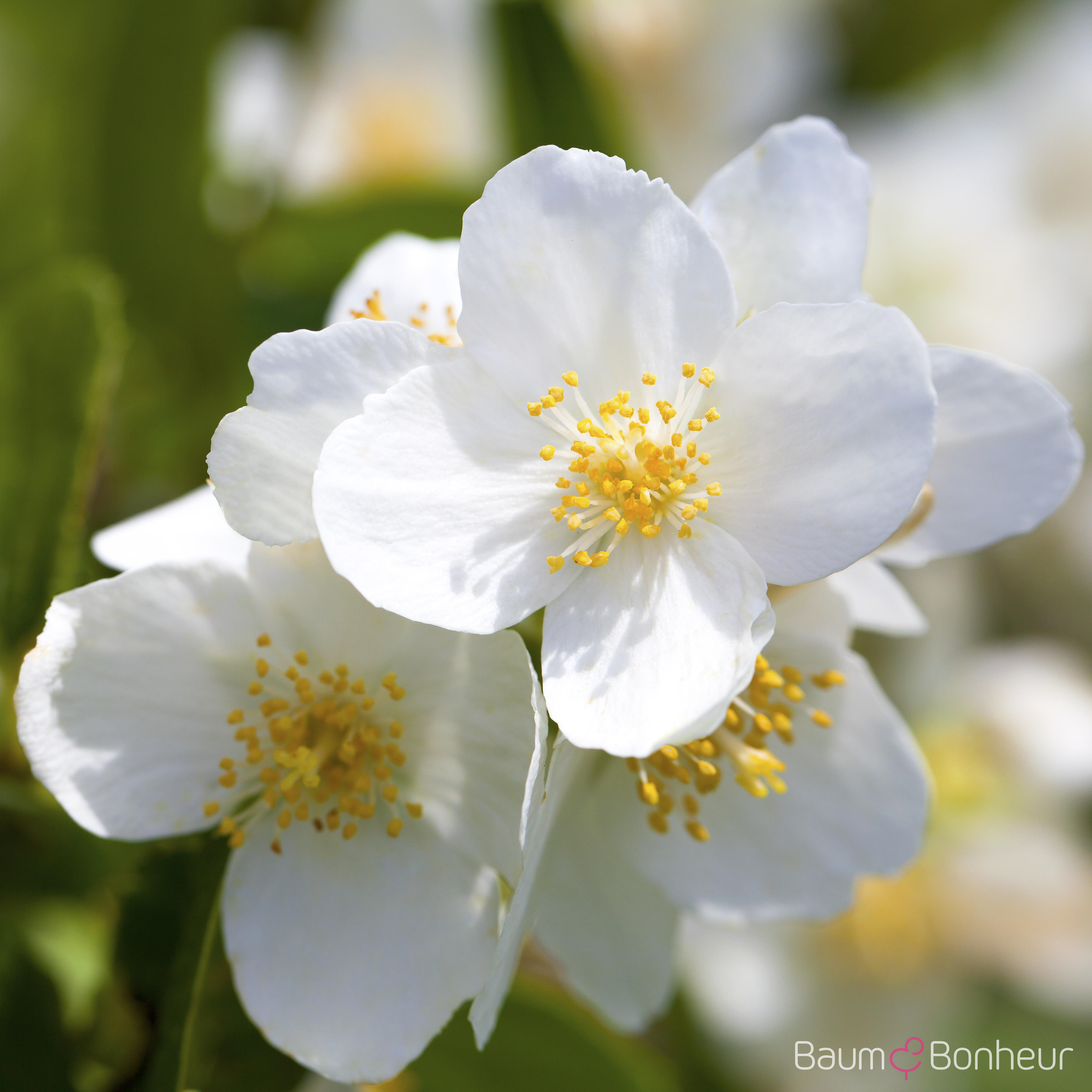 Philadelphus coronarius