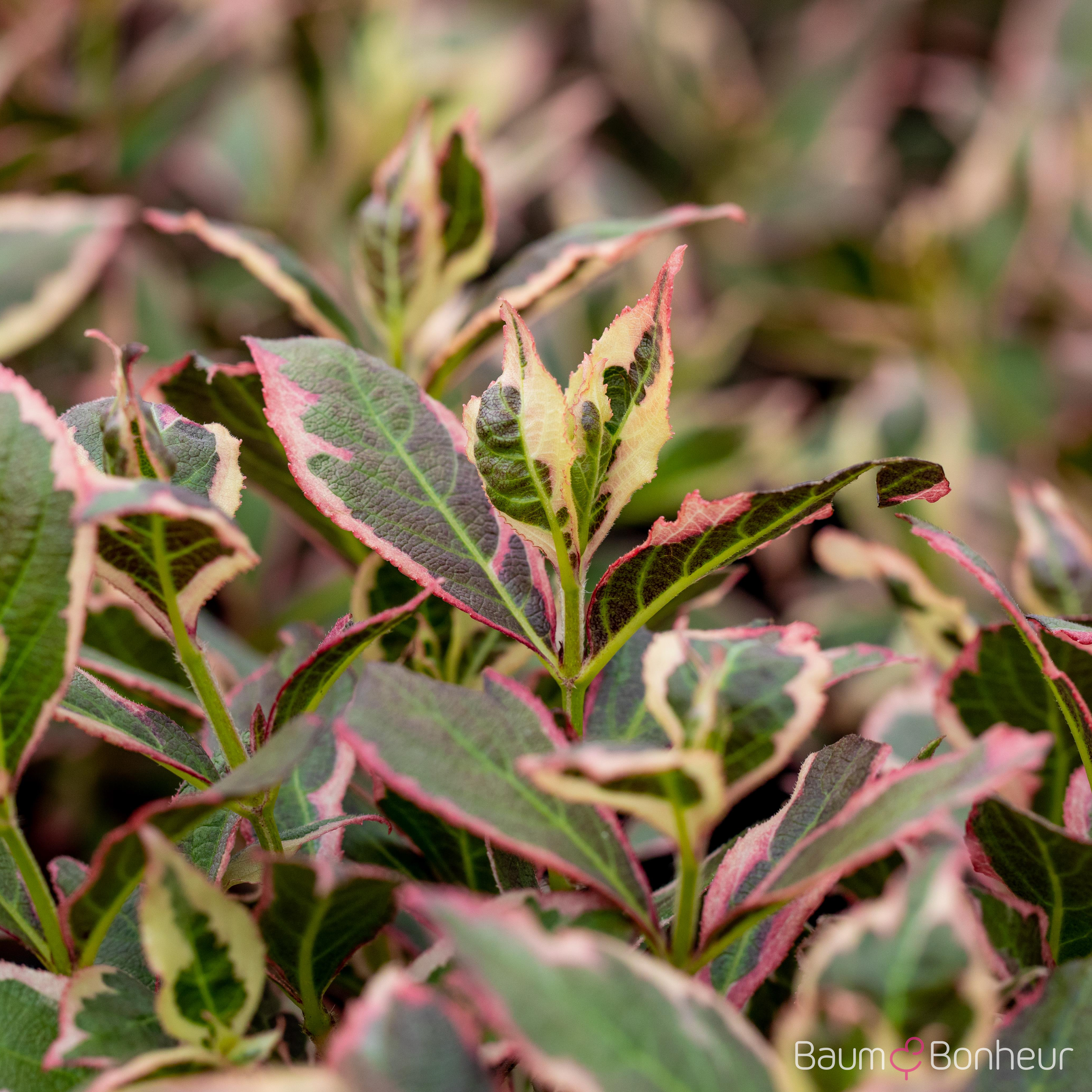 Leucothoe fontanesiana 'Rainbow'