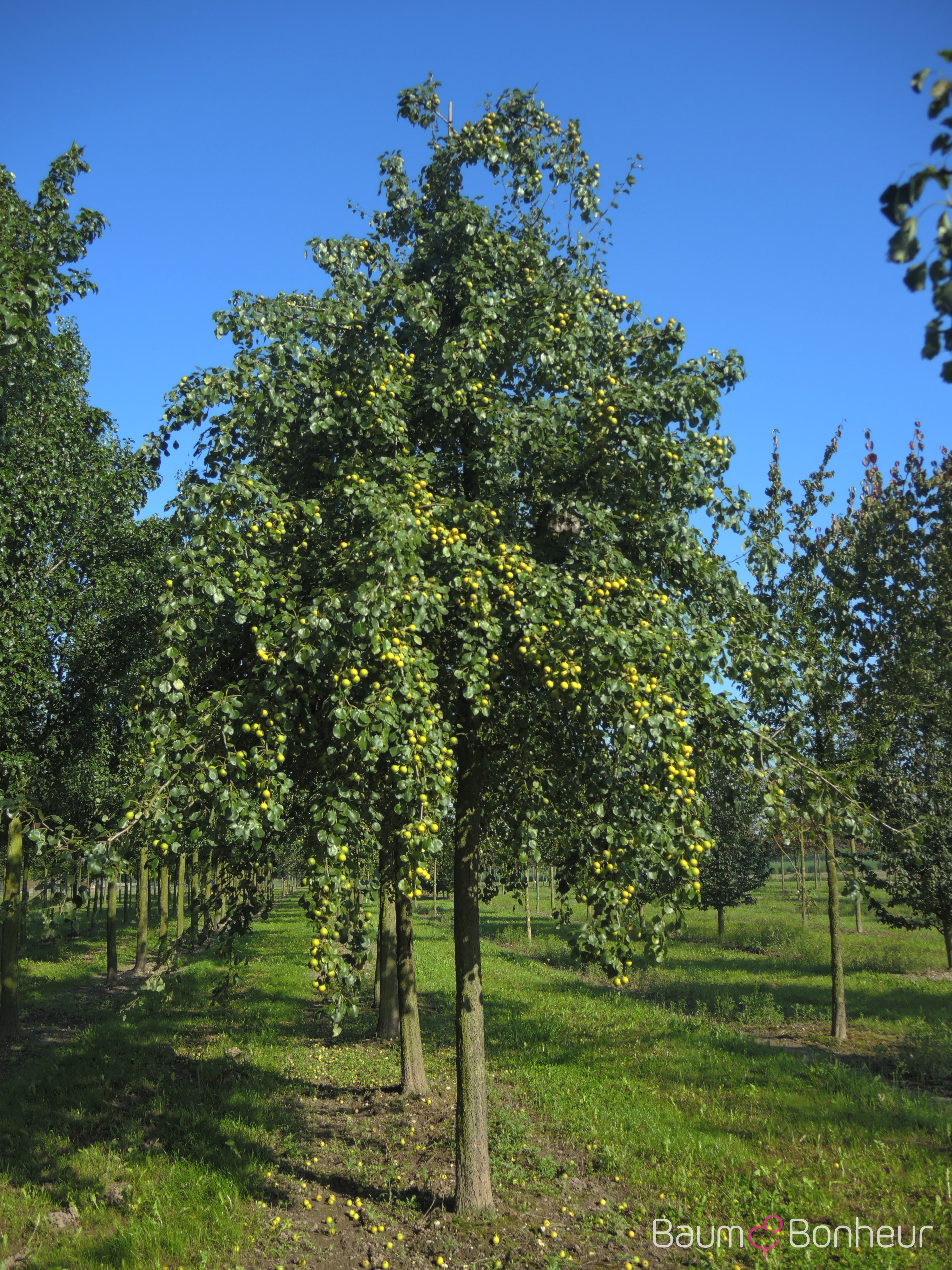 Pyrus communis