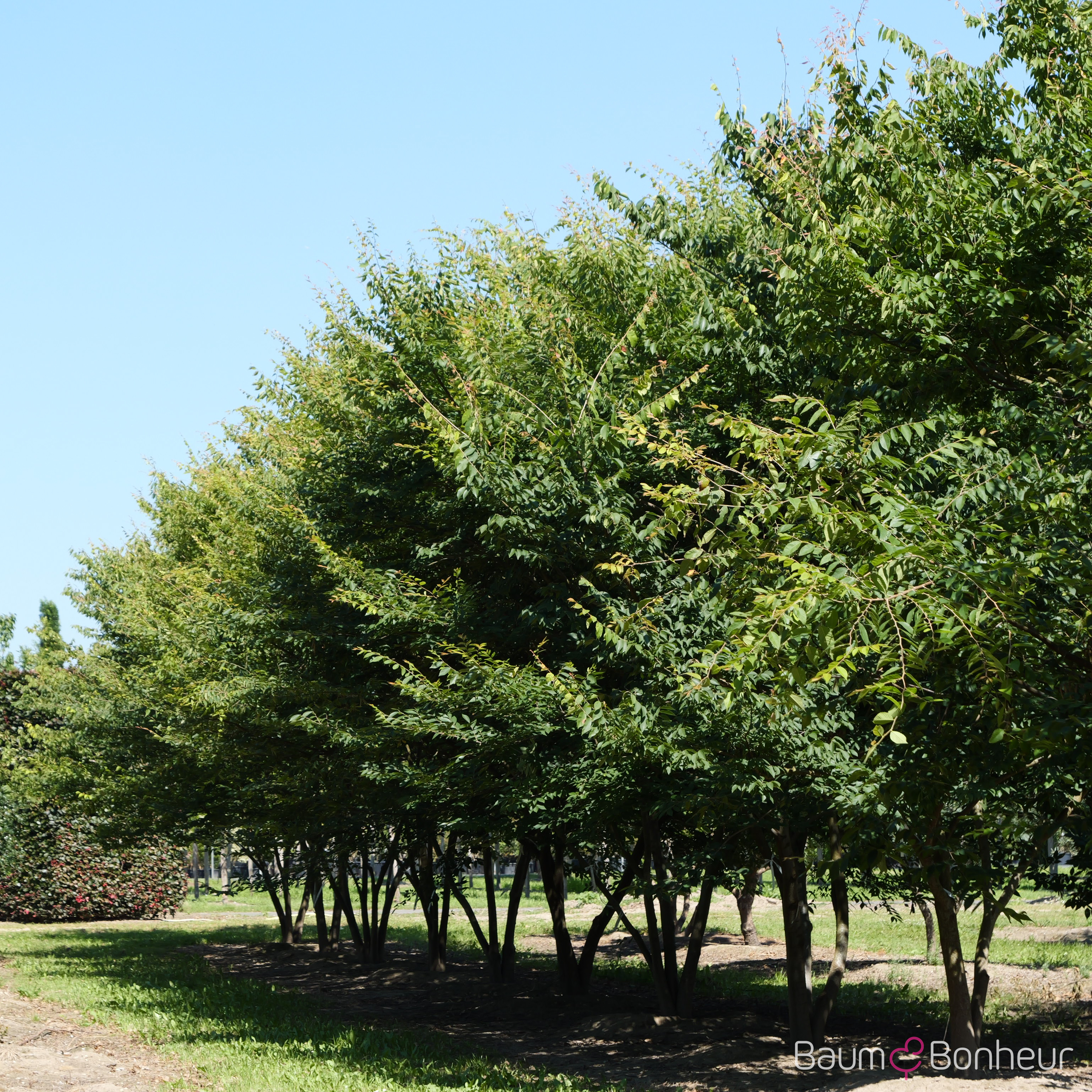 Zelkova serrata