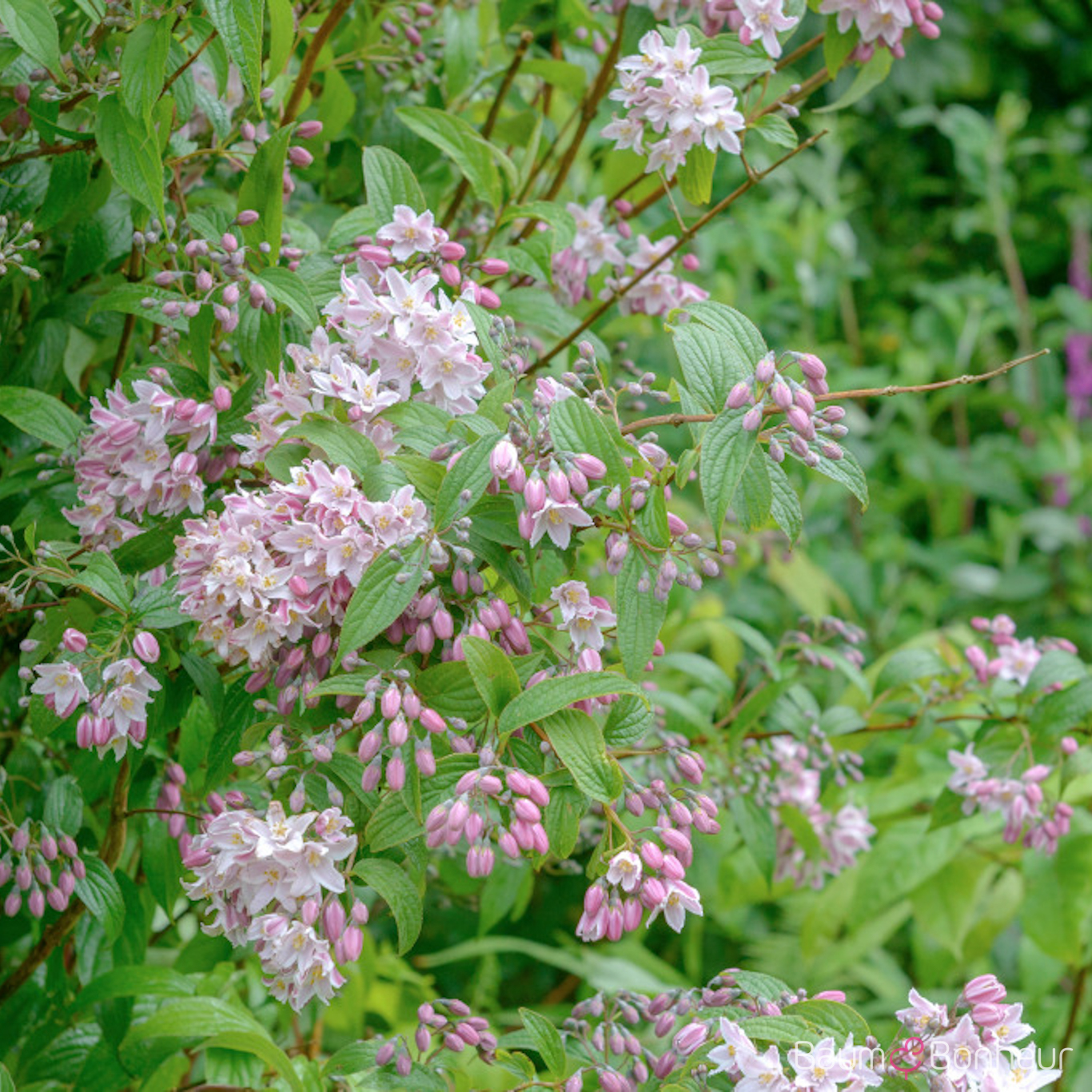 Deutzia kalmiiflora