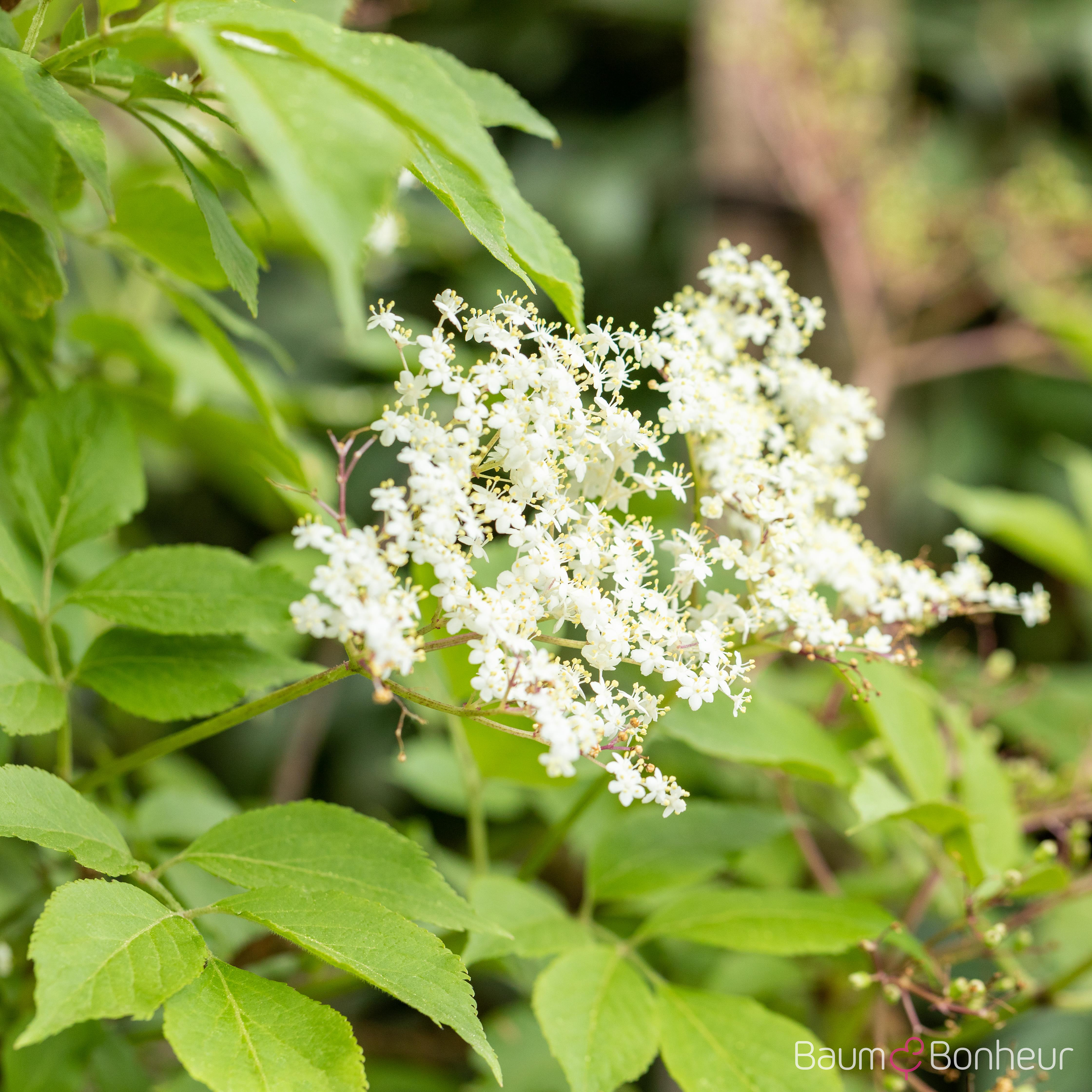 Sambucus nigra 'Haschberg'