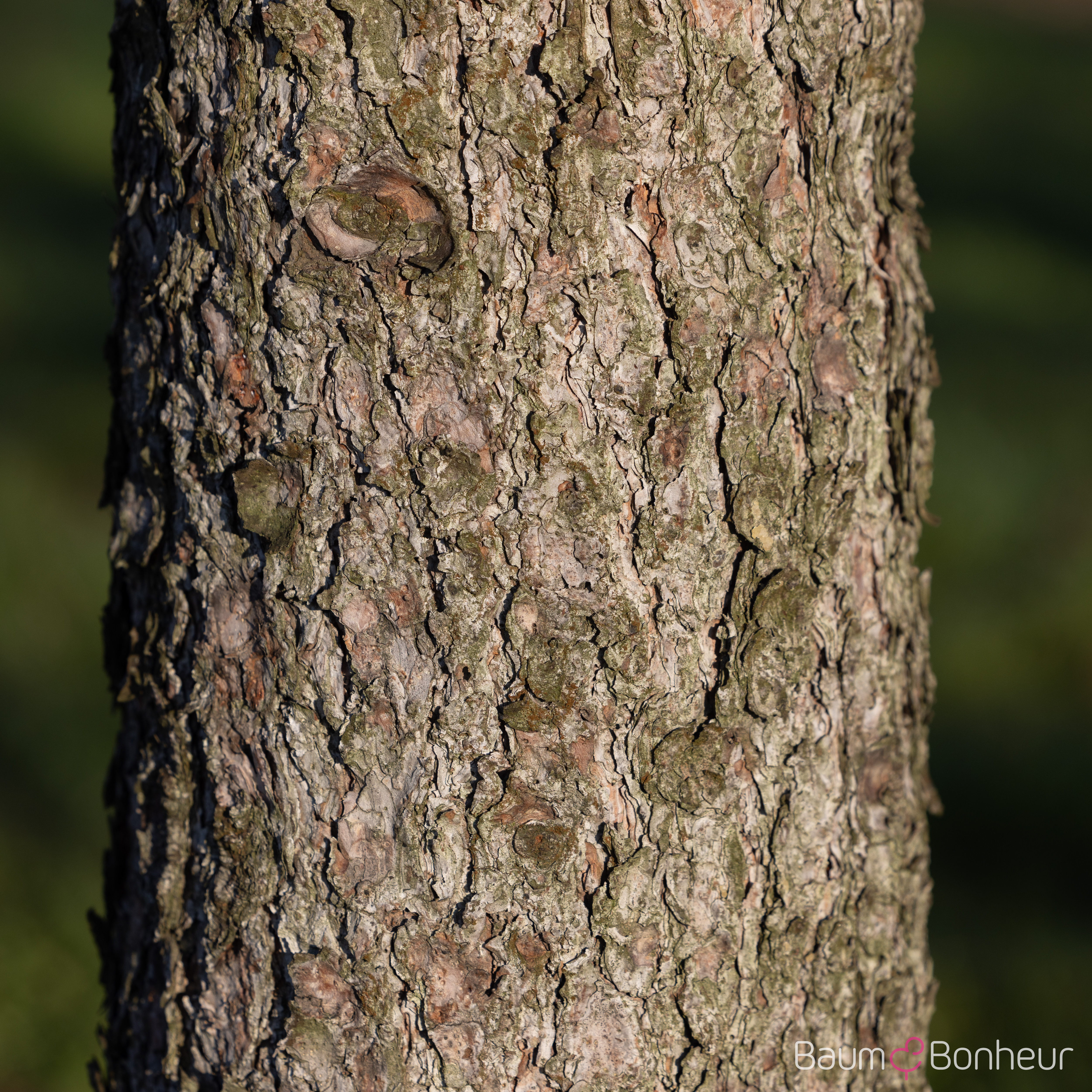 Pinus ponderosa