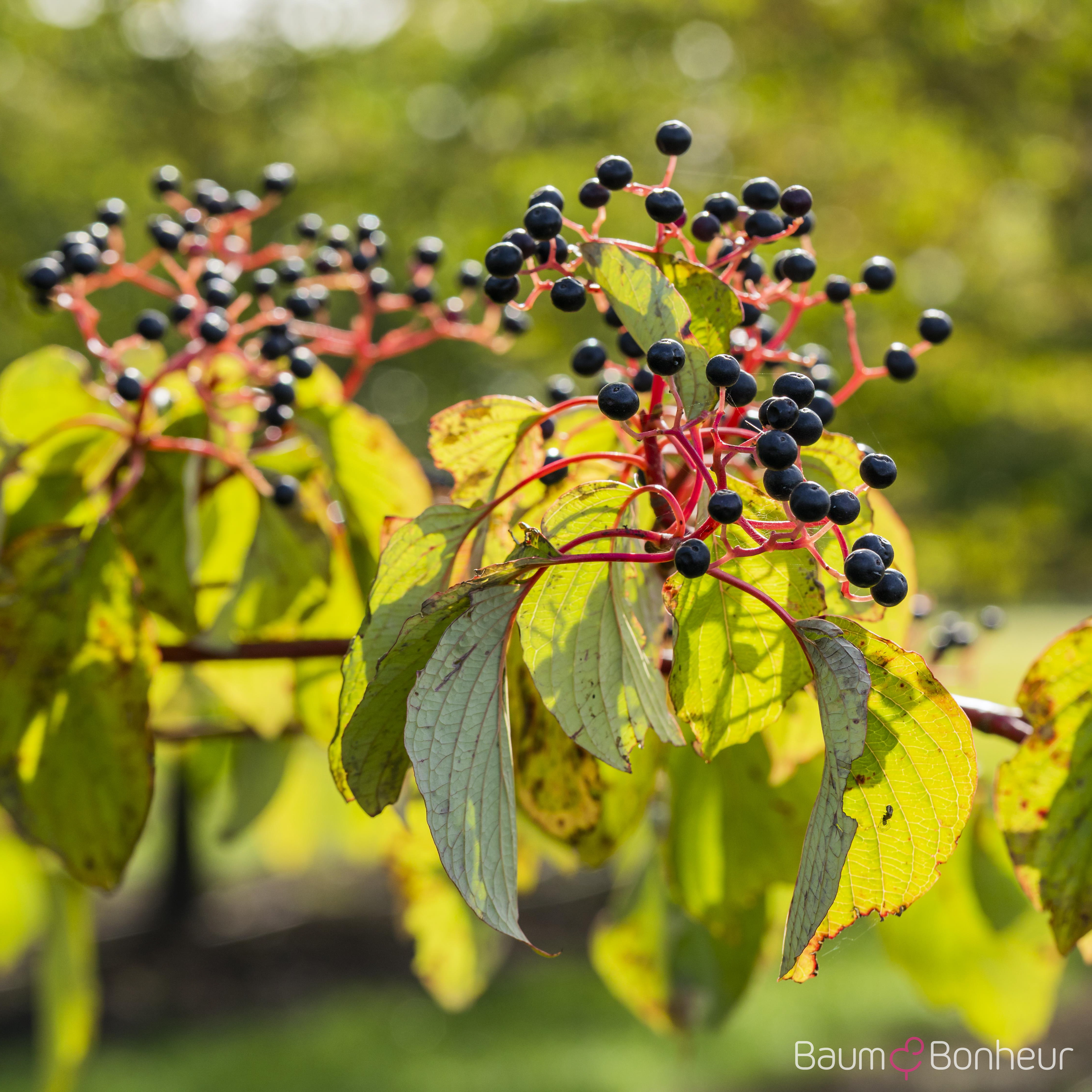 Cornus sanguinea