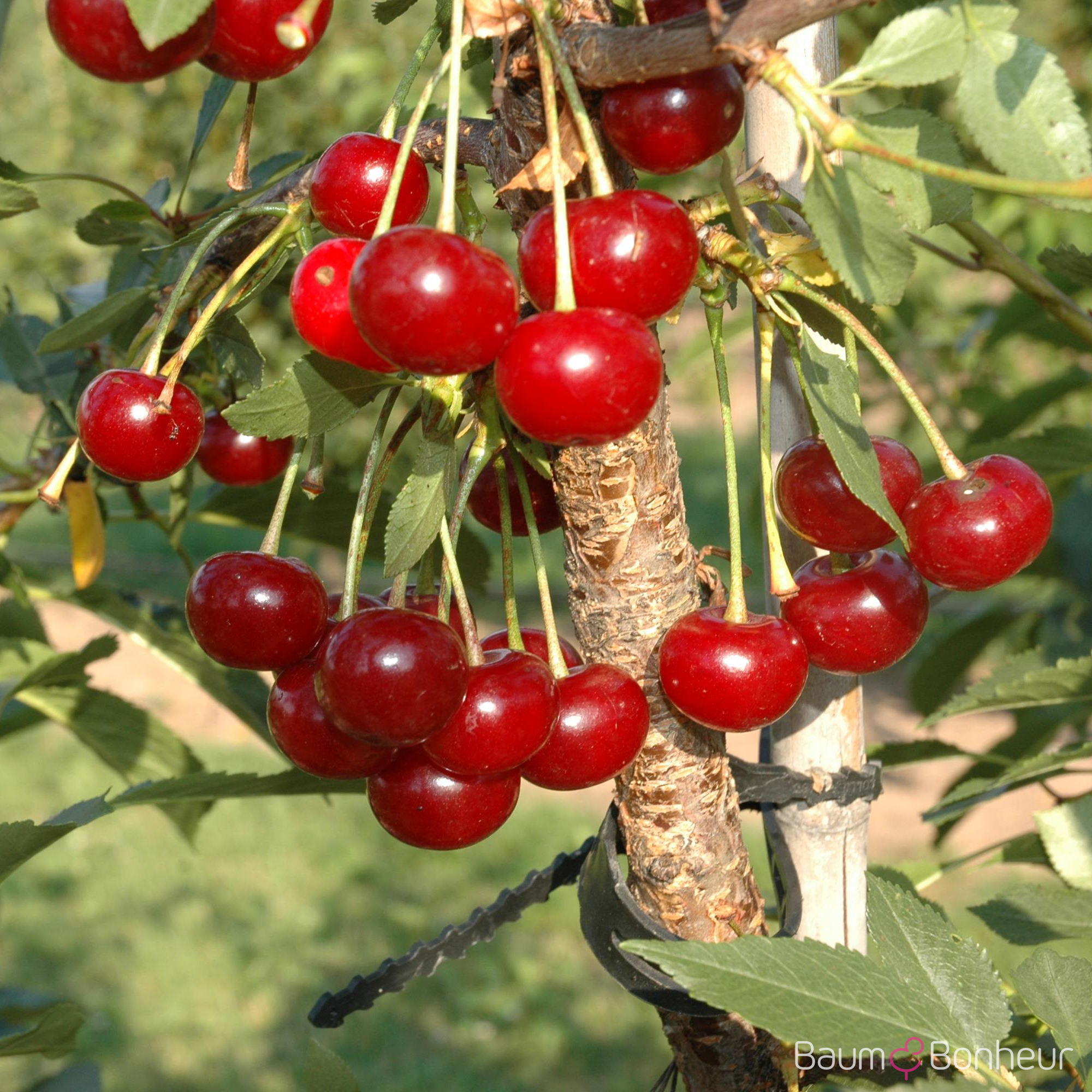 Prunus cerasus 'Morina'