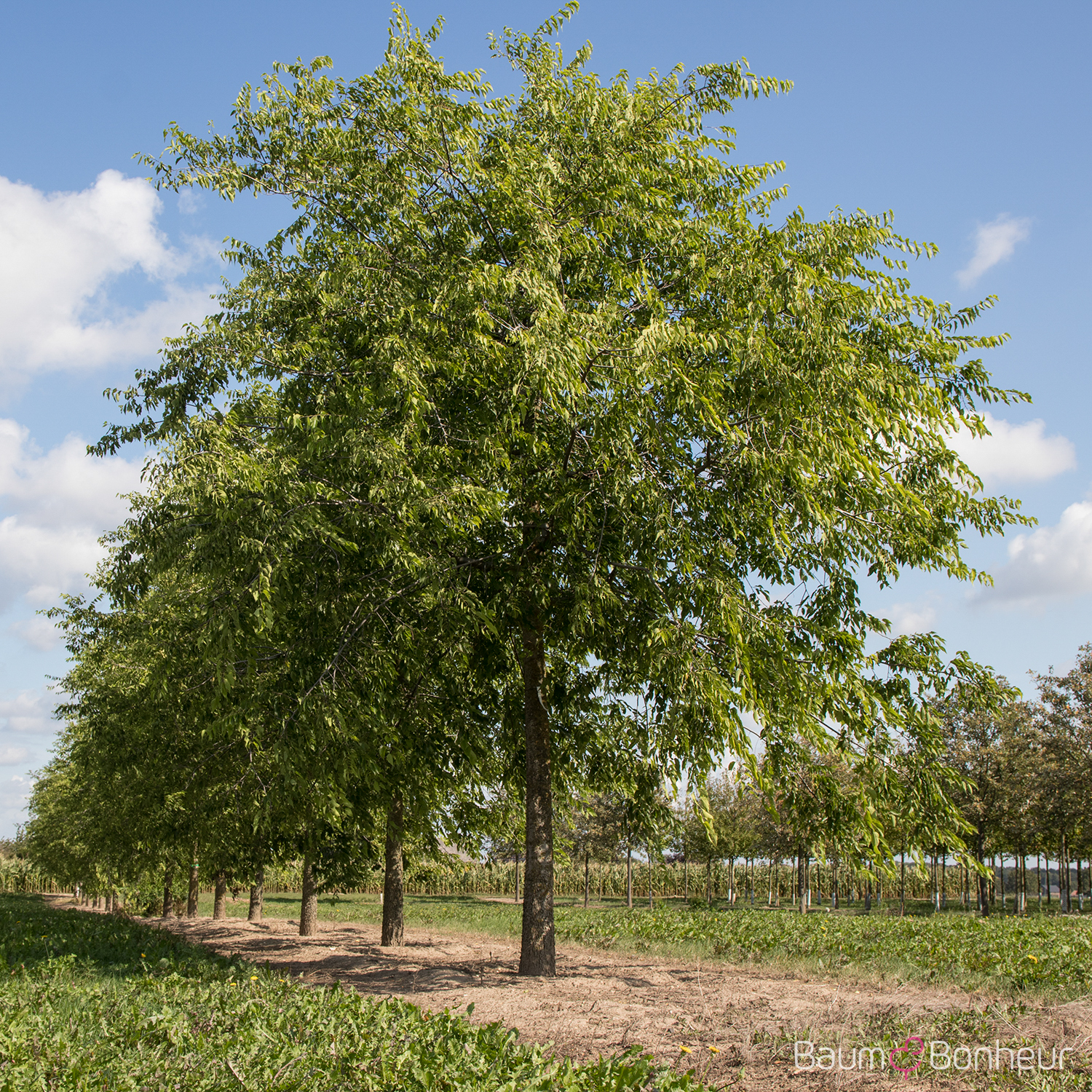Celtis occidentalis