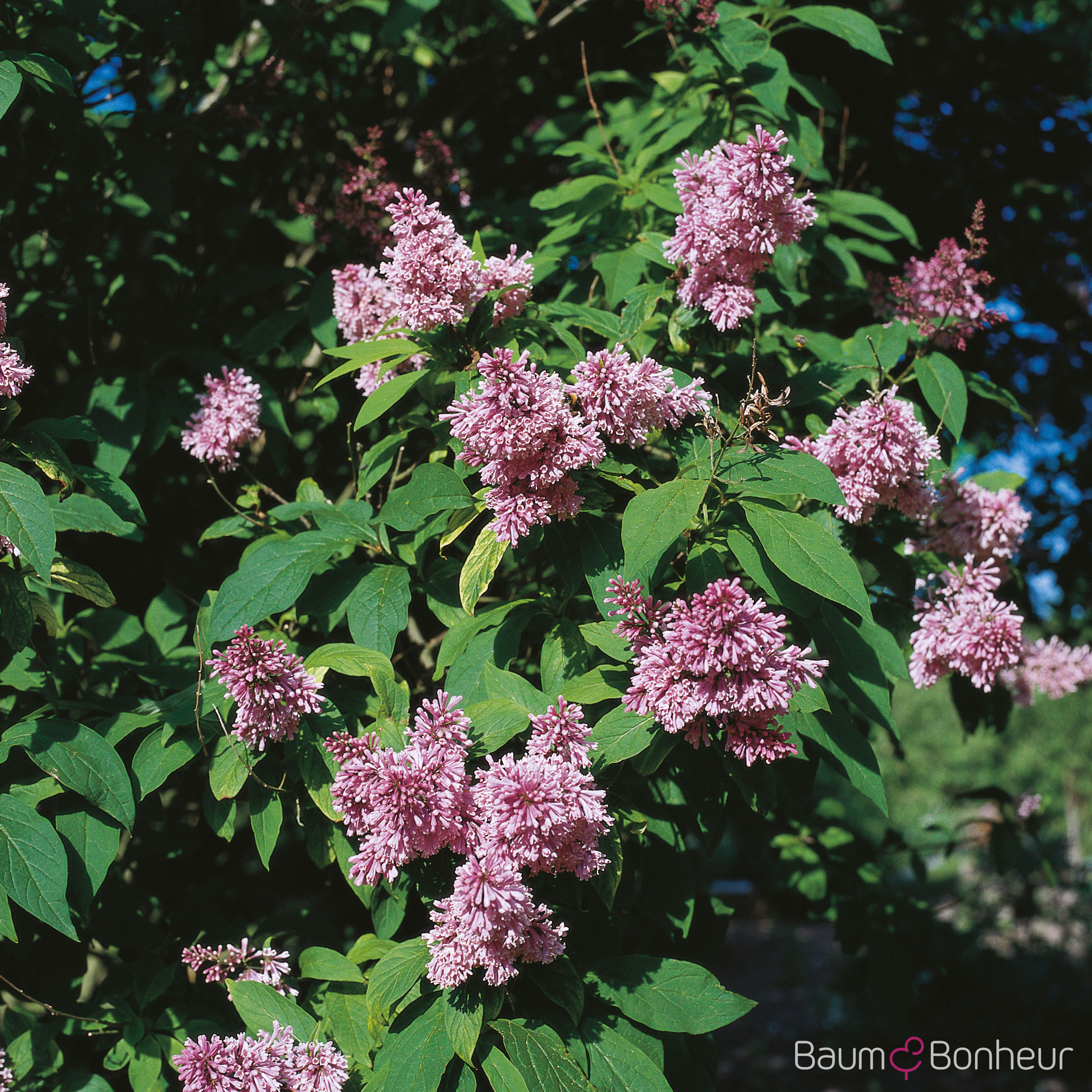 Syringa chinensis
