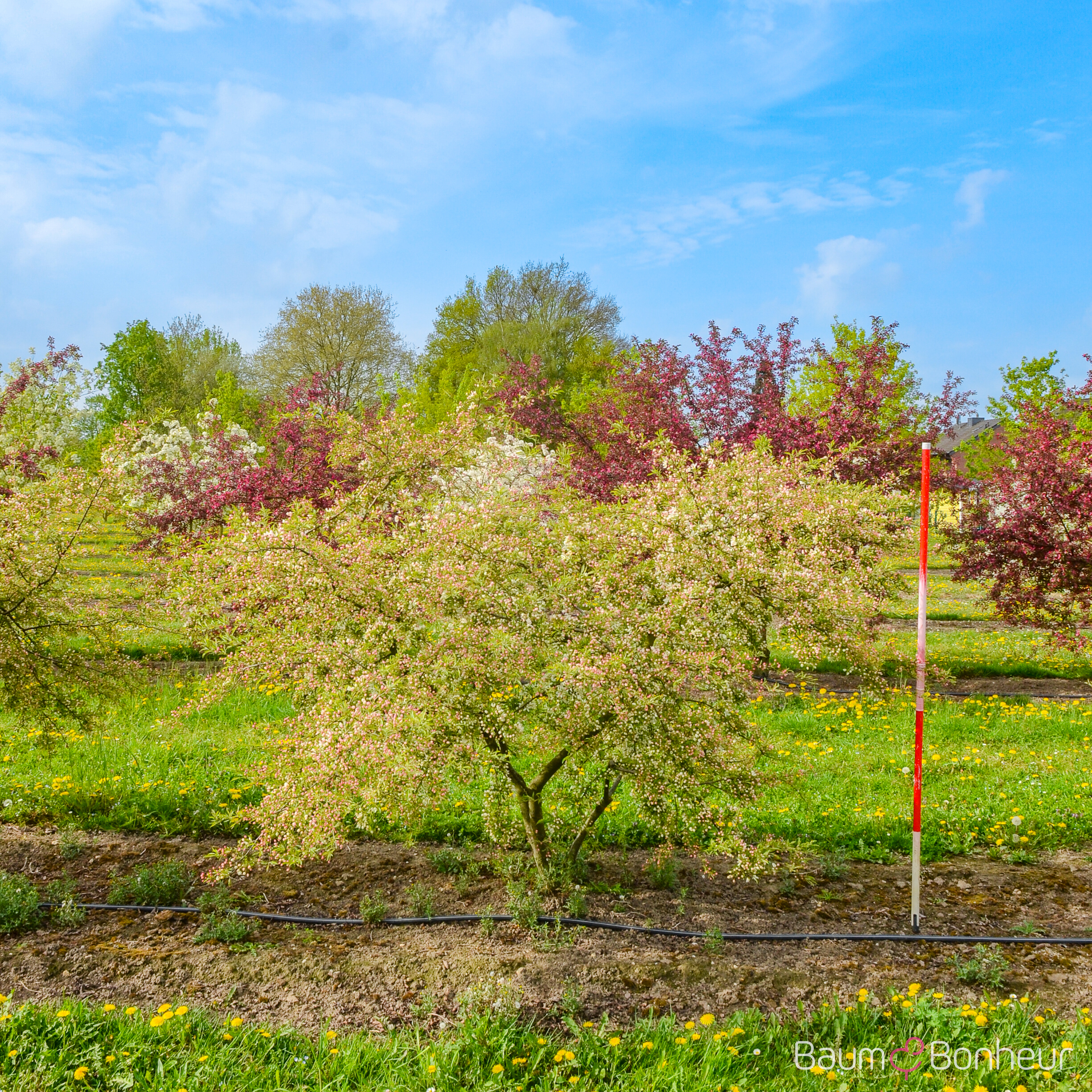 Malus toringo