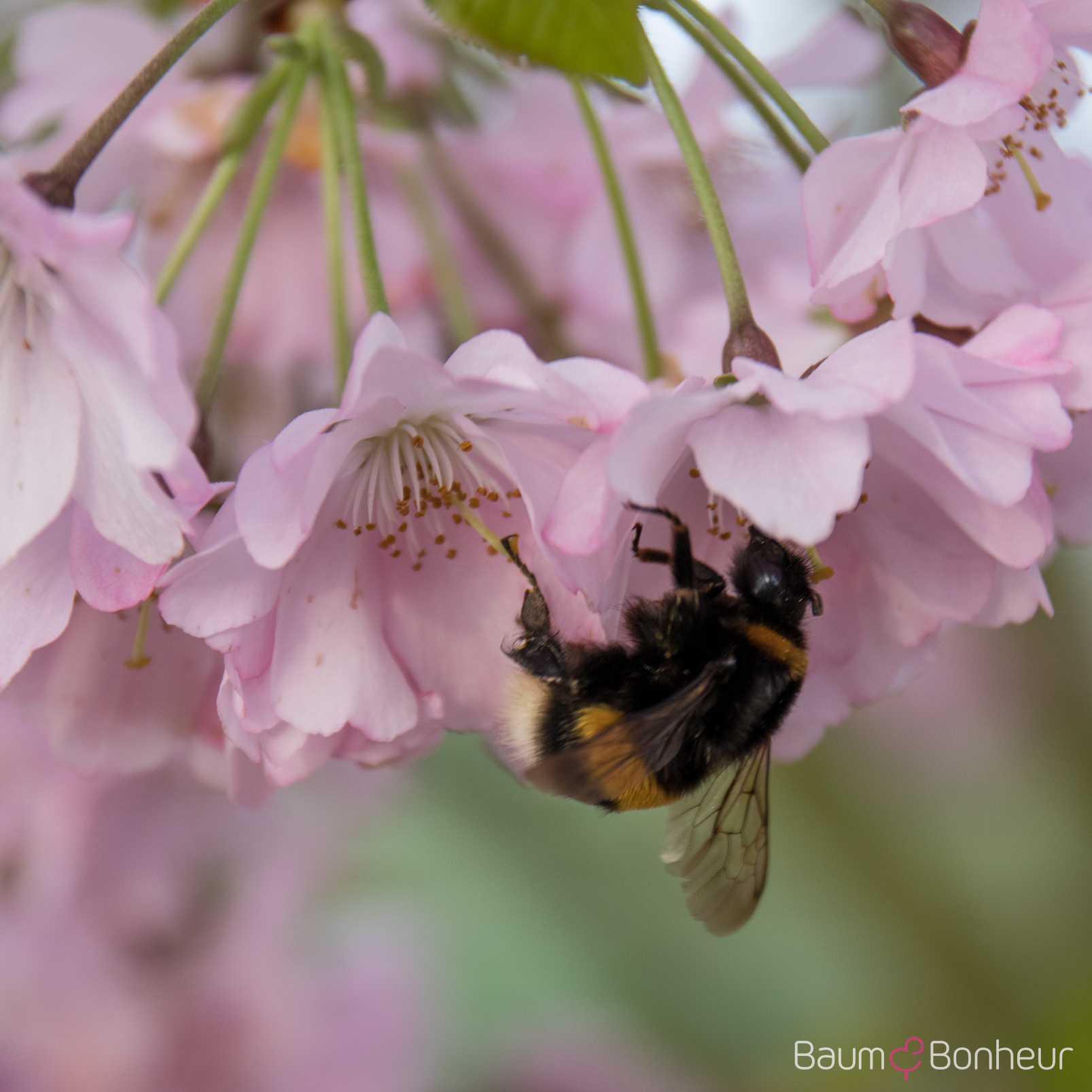 Prunus subhirtella 'Accolade'