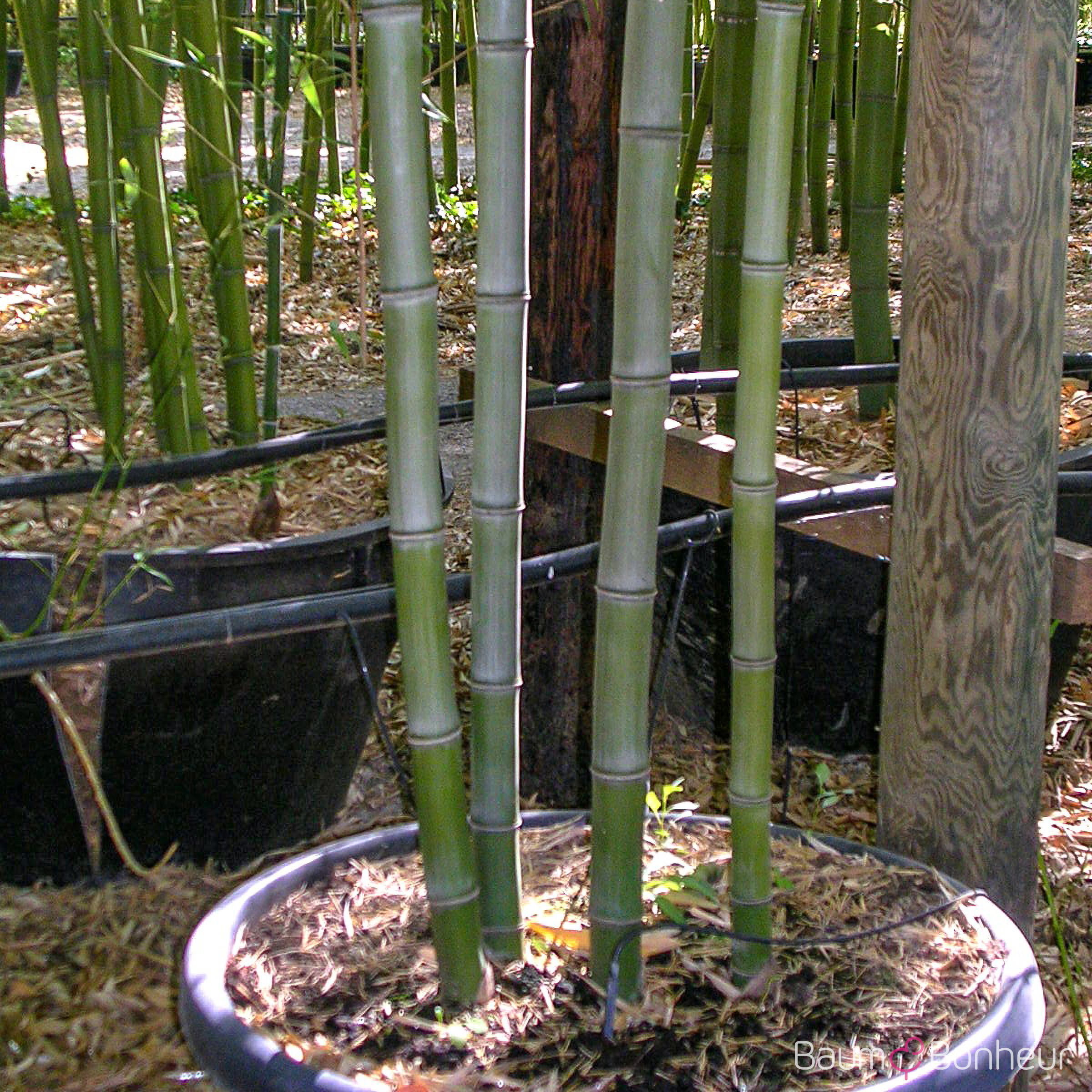 Phyllostachys nigra 'Henonis'