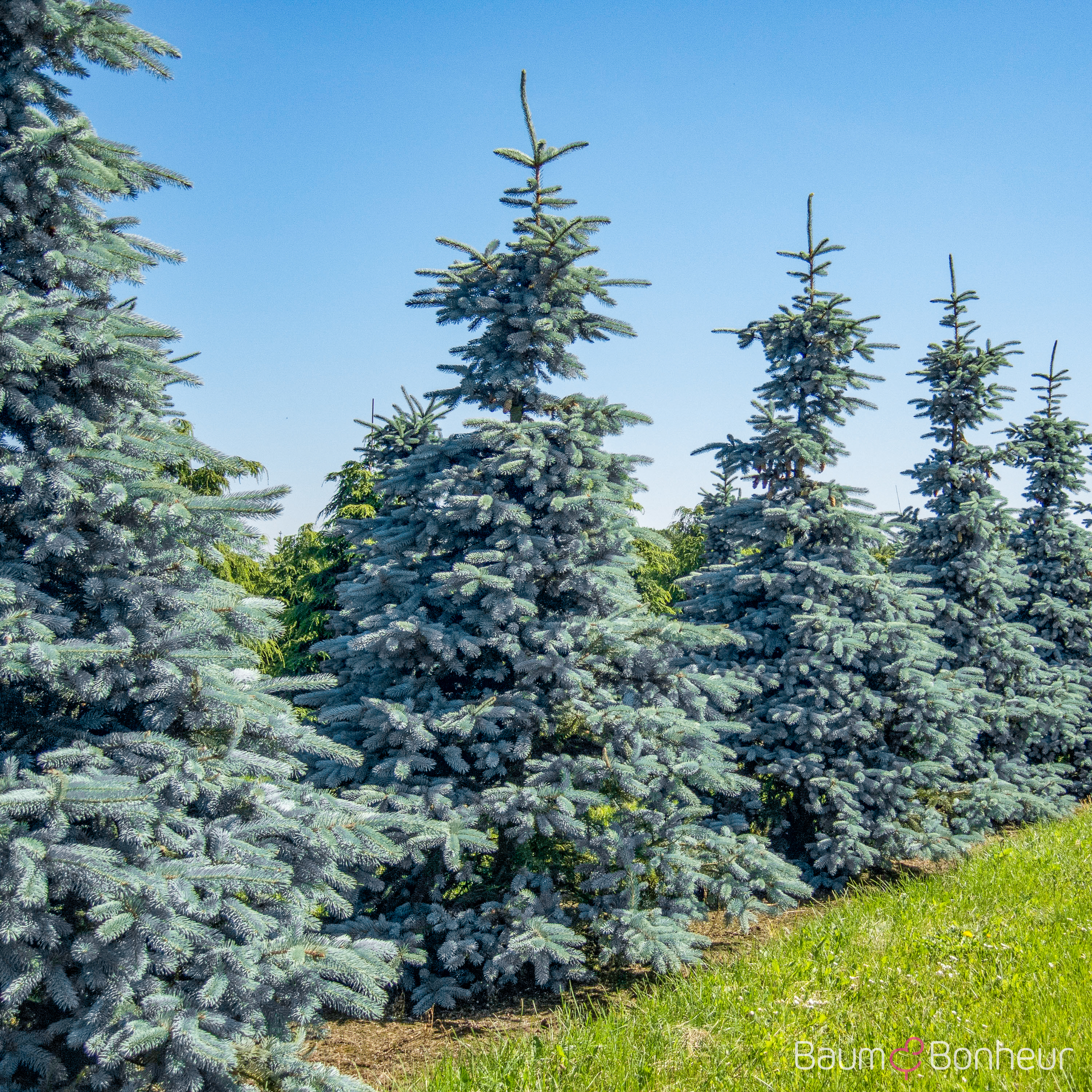 Picea pungens 'Hoopsii'