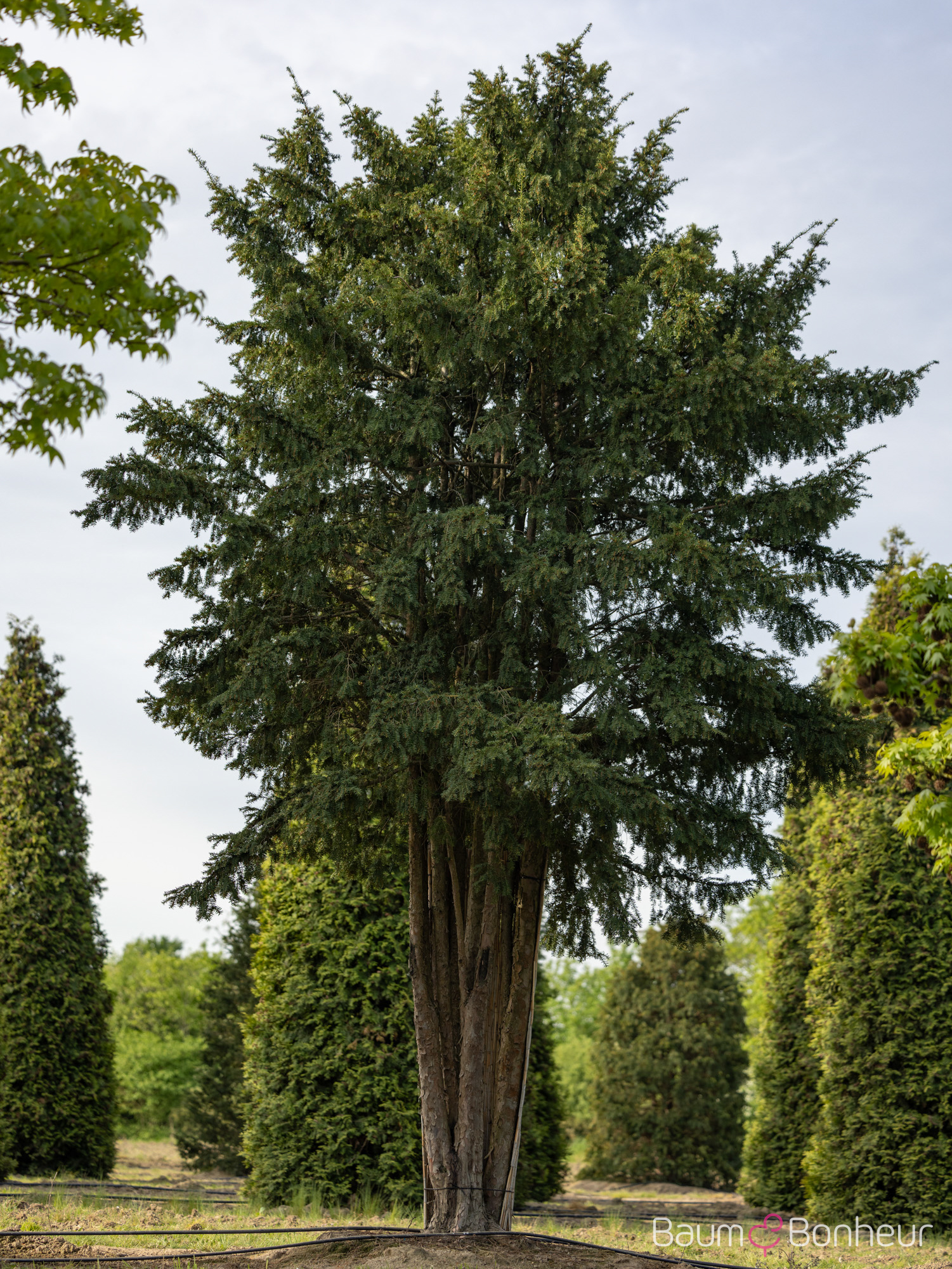 Taxus baccata