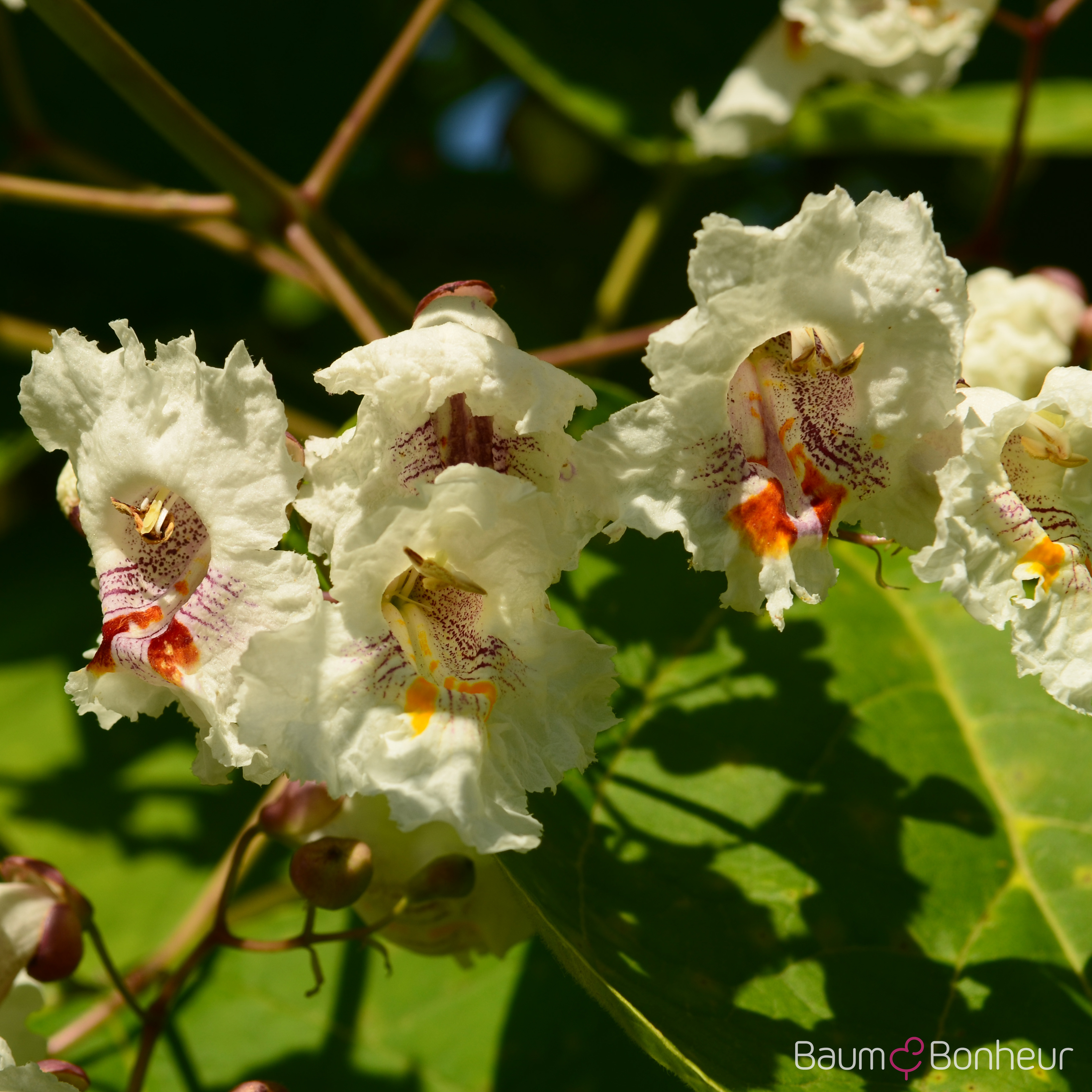 Catalpa bignonioides 'Aurea'