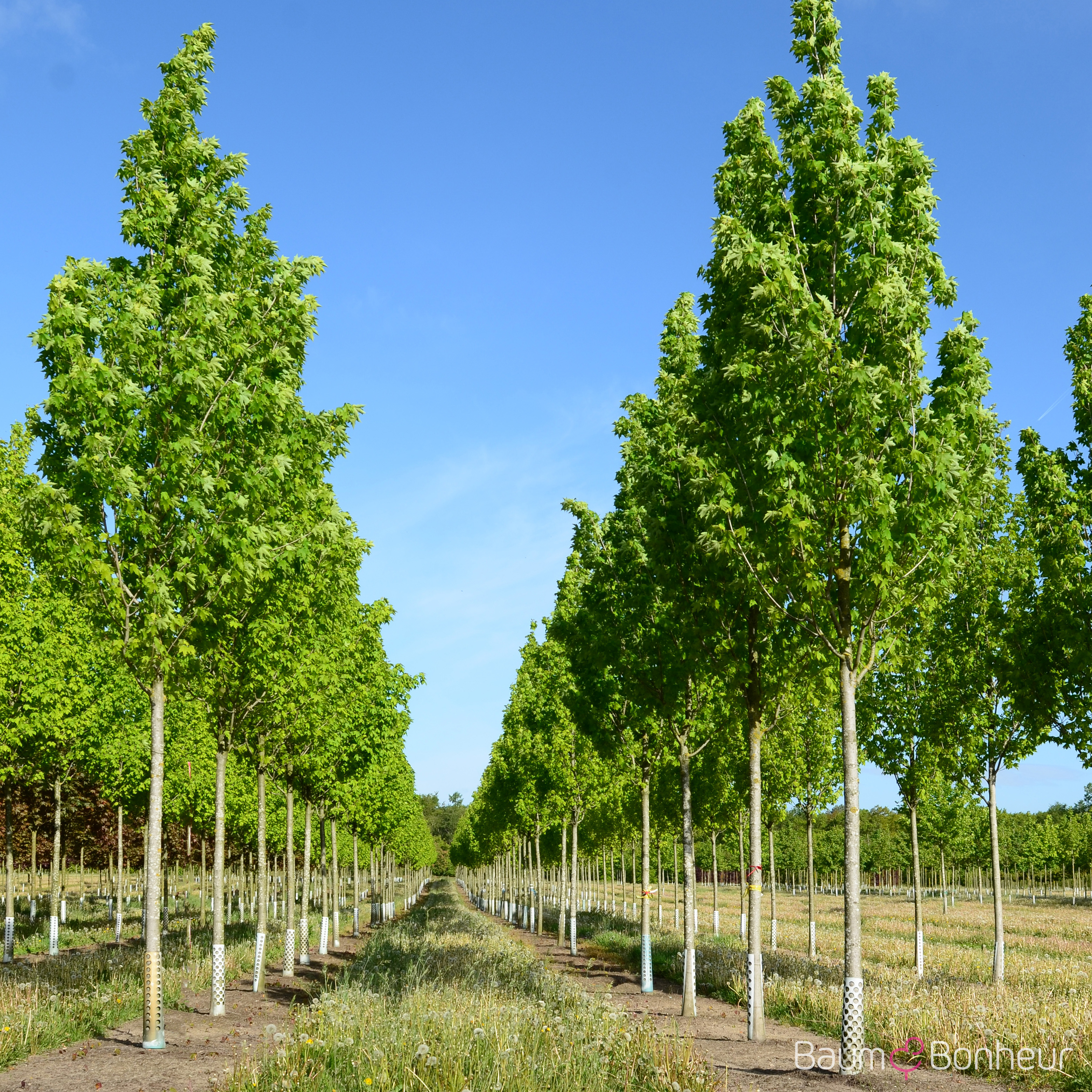 Acer rubrum 'Armstrong'