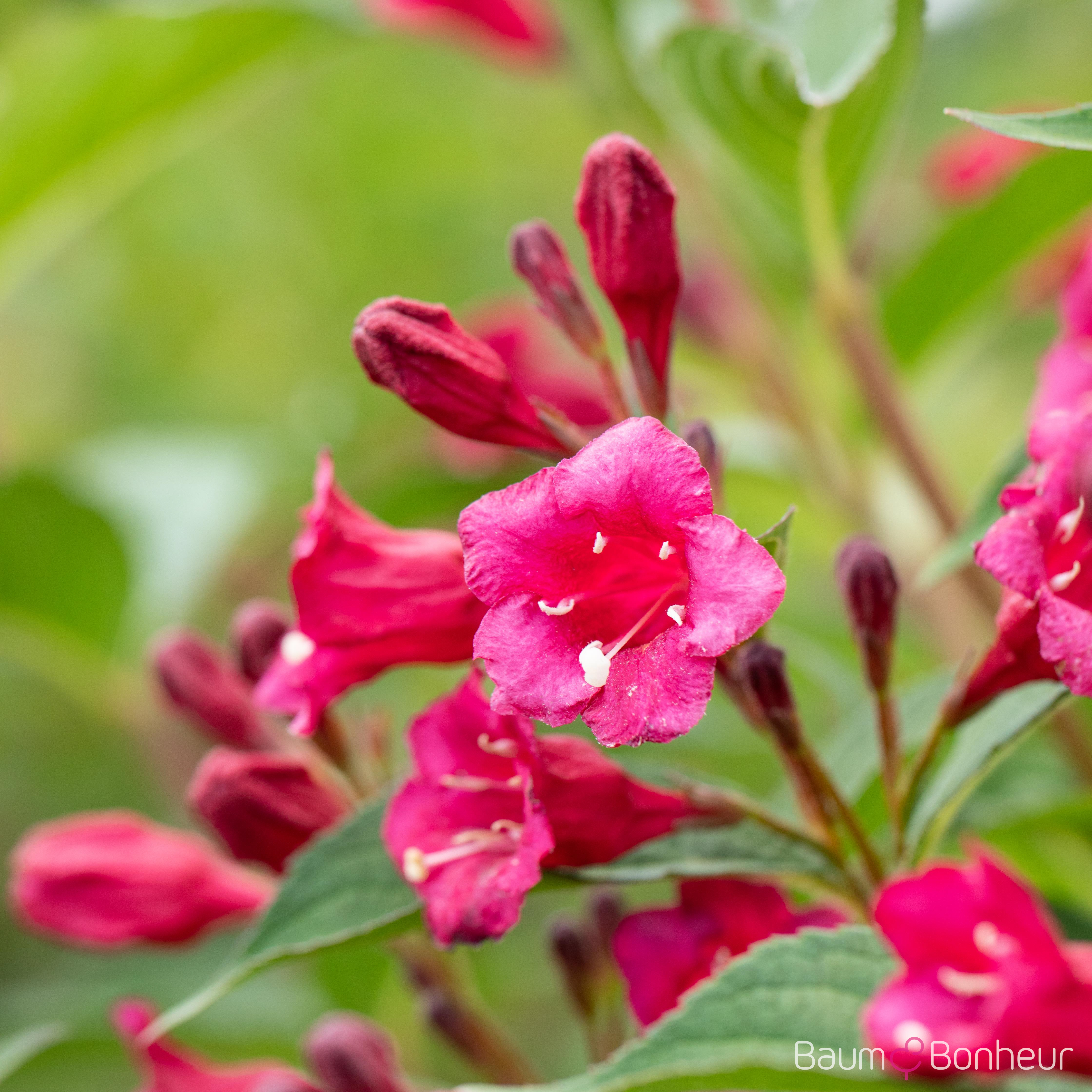 Weigela 'Bristol Ruby'