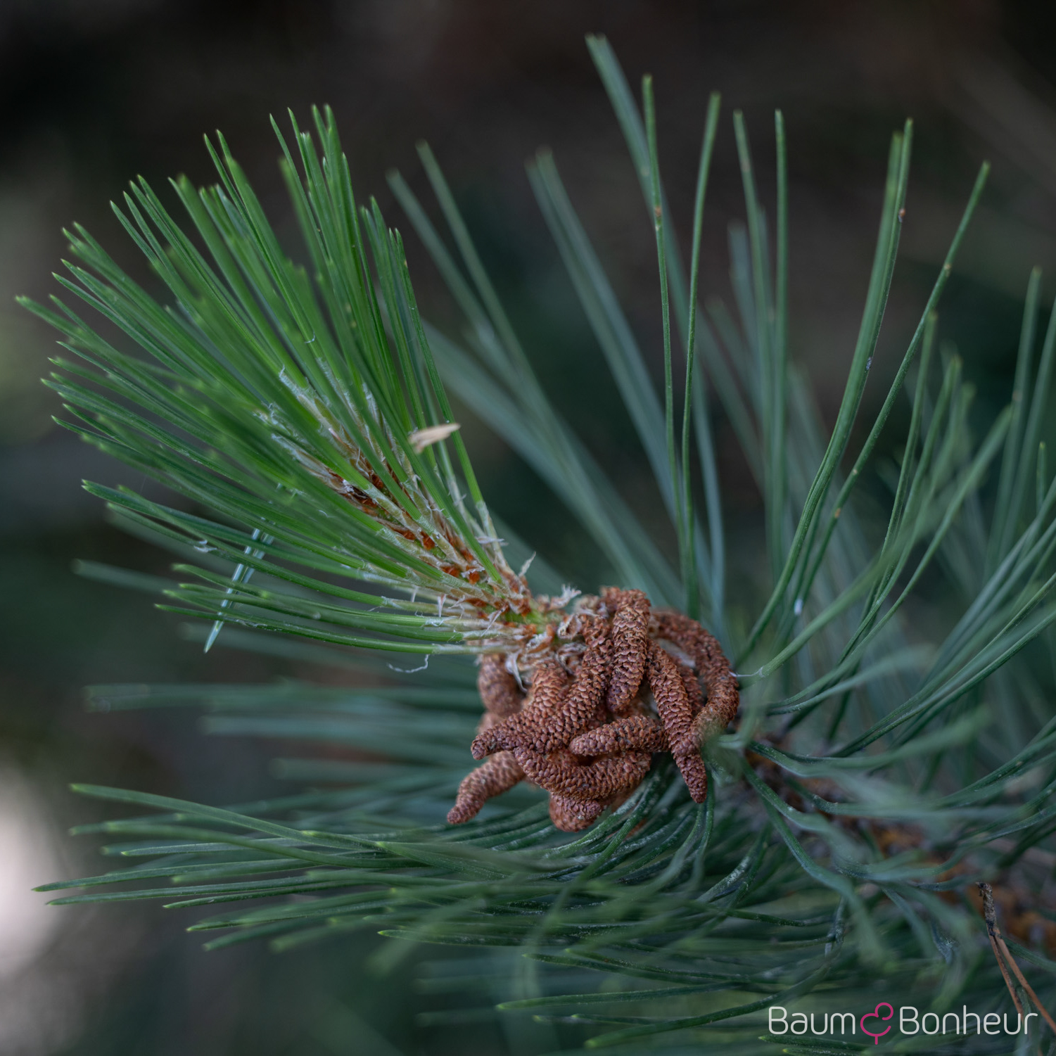 Pinus nigra subsp. nigra