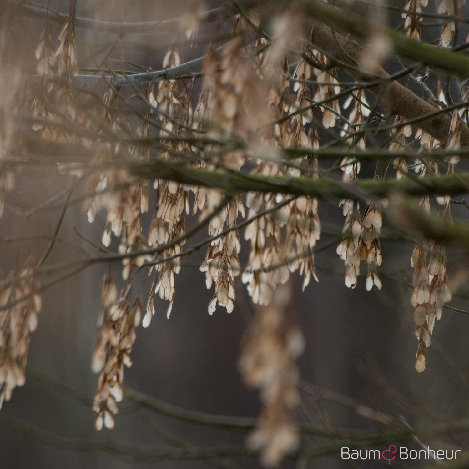 Acer negundo