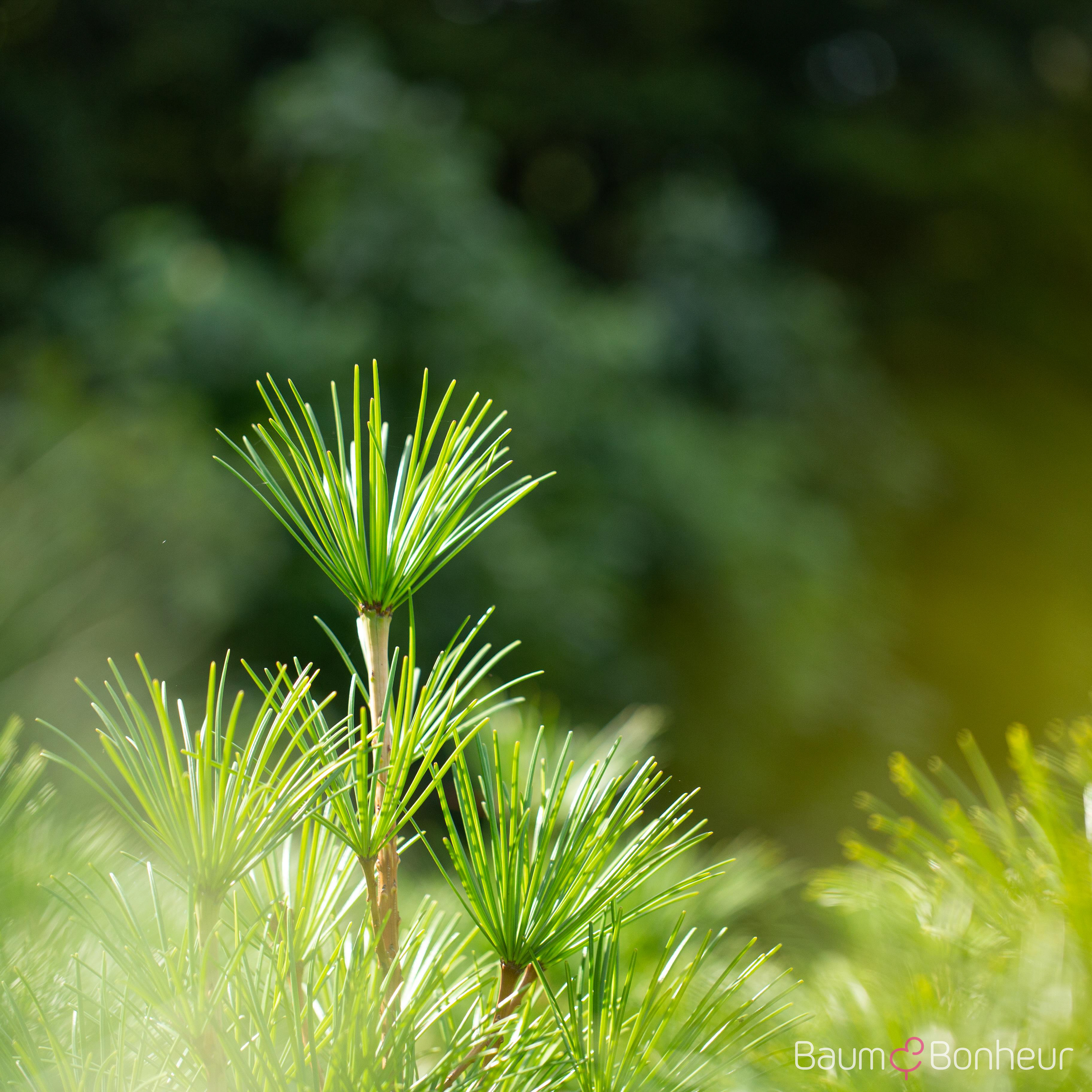 Sciadopitys verticillata