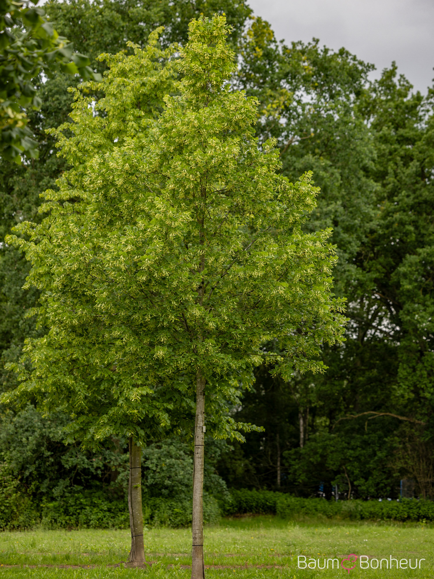 Tilia platyphyllos 'Örebro'