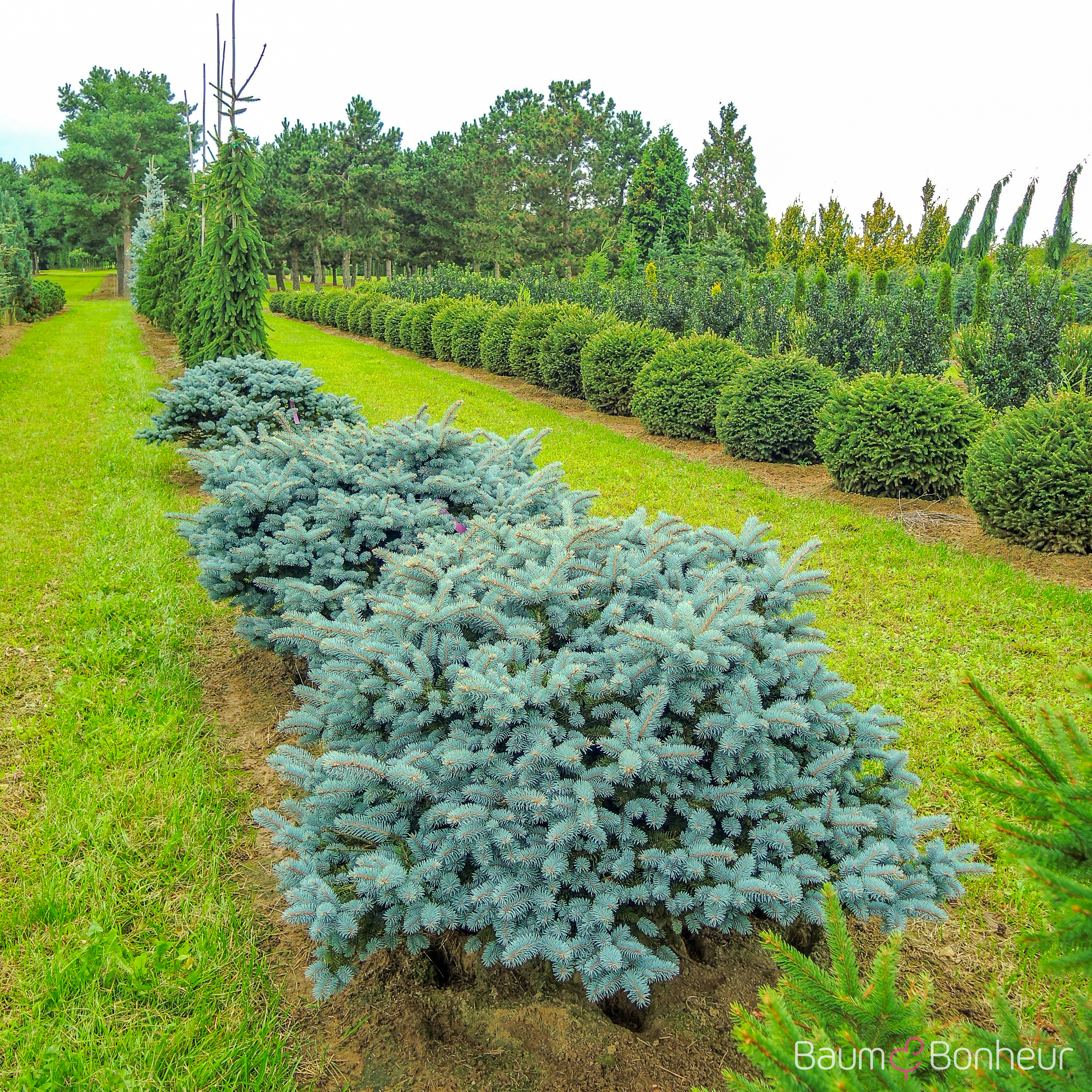 Picea pungens 'Glauca Globosa'