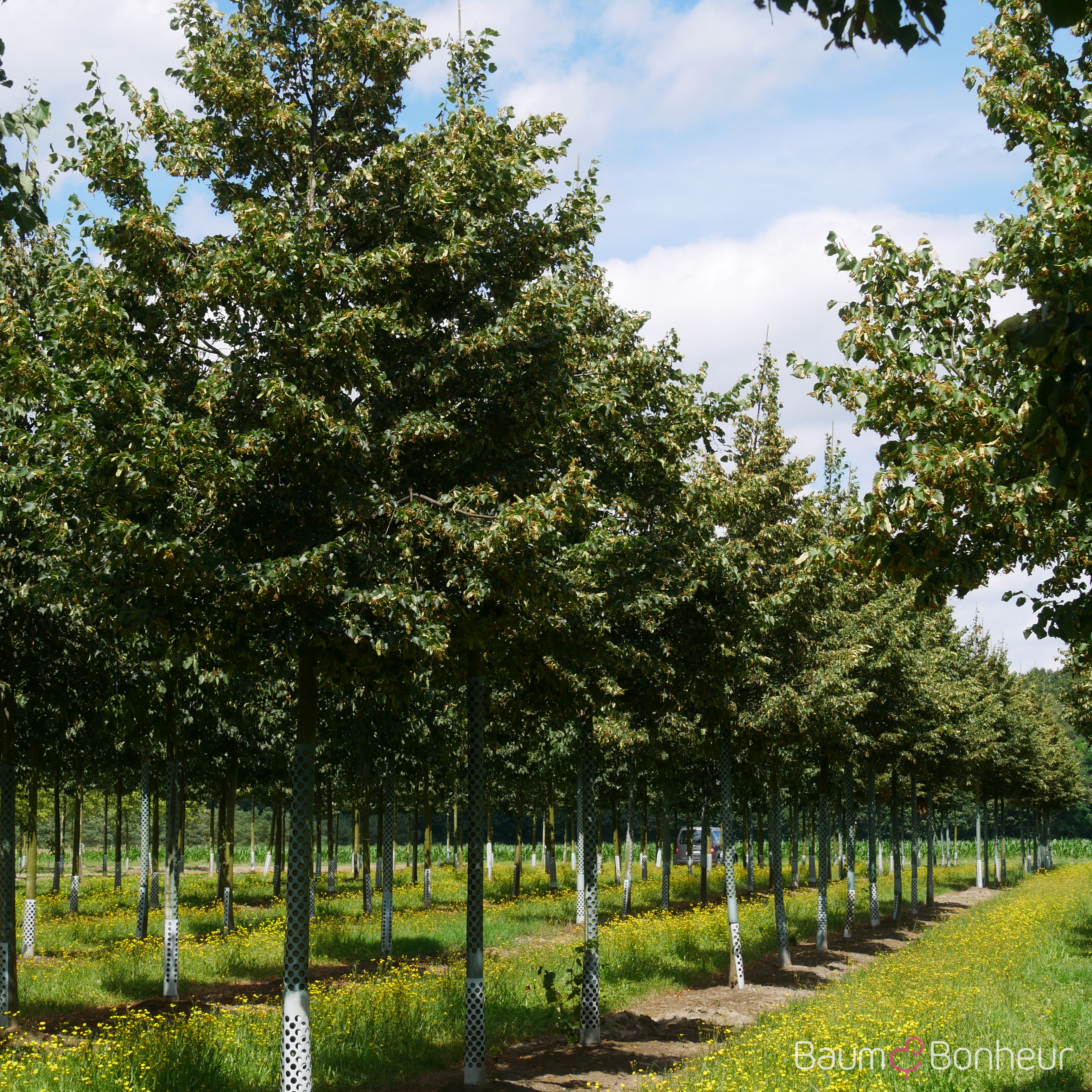 Tilia cordata 'Rancho'