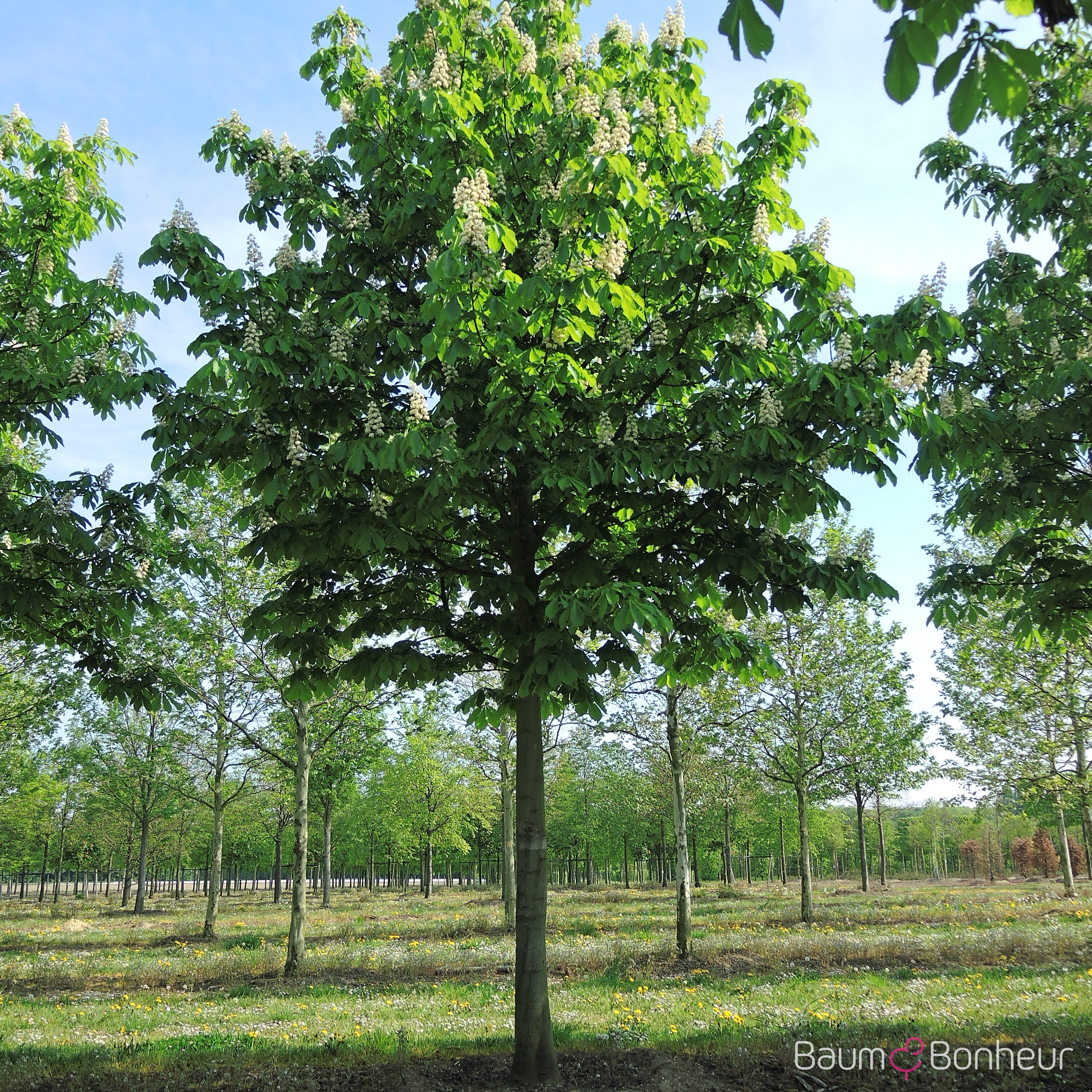 Aesculus hippocastanum