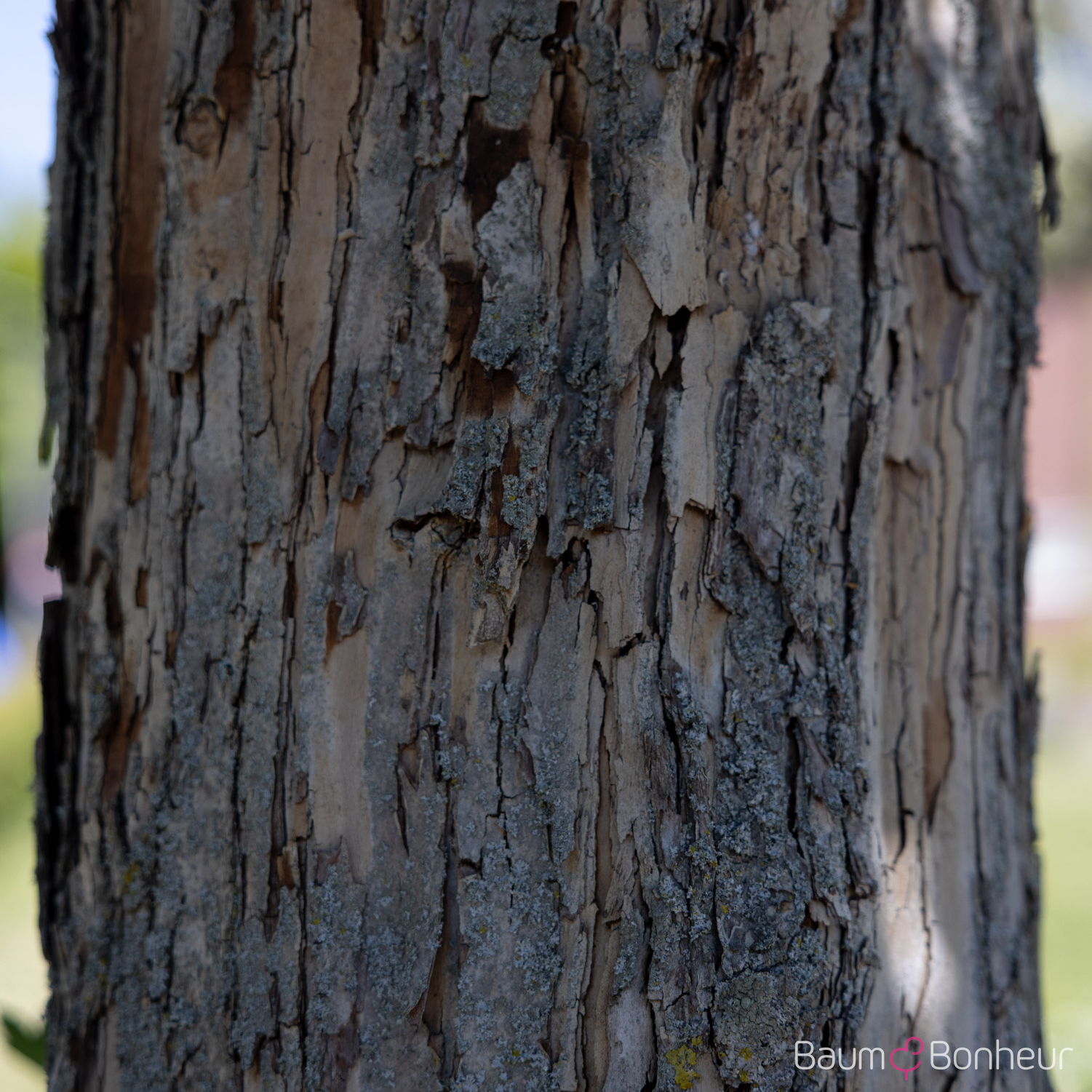 Crataegus coccinea