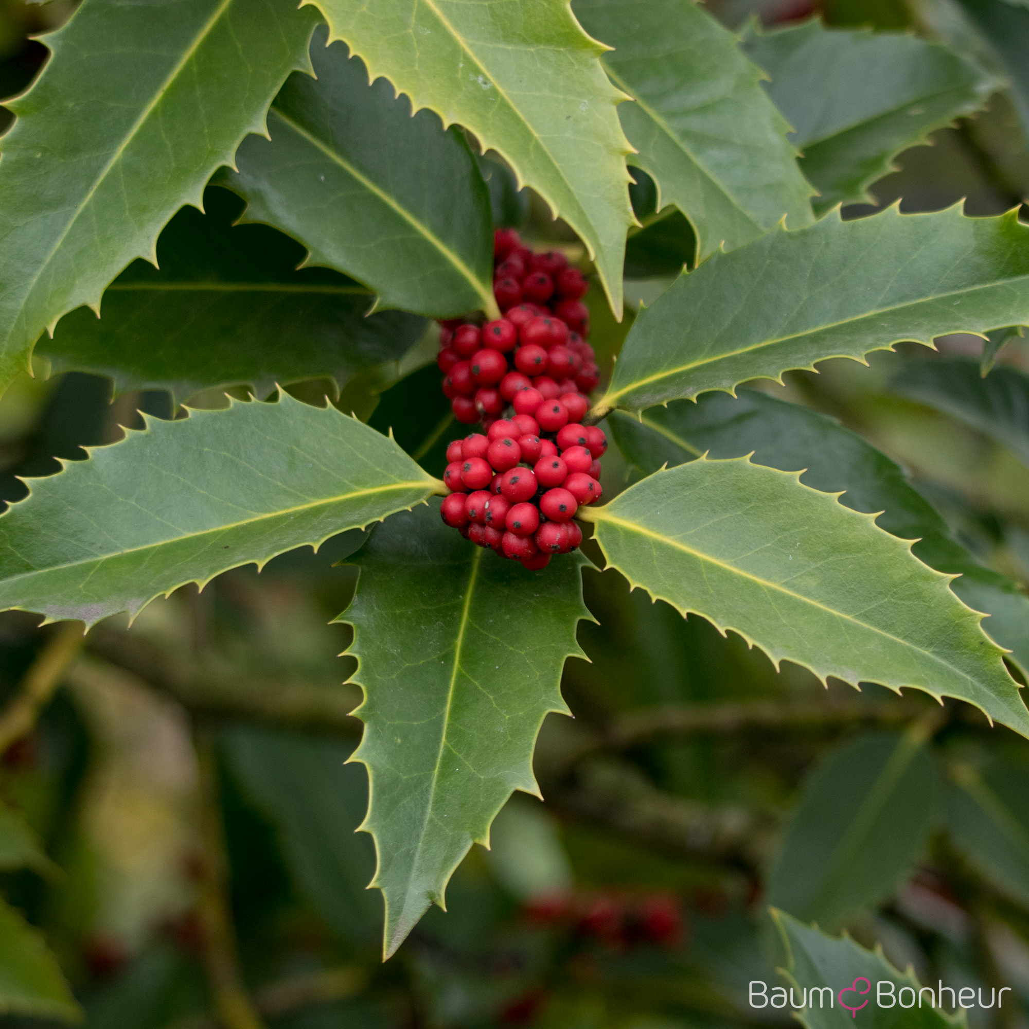Ilex castaneifolia
