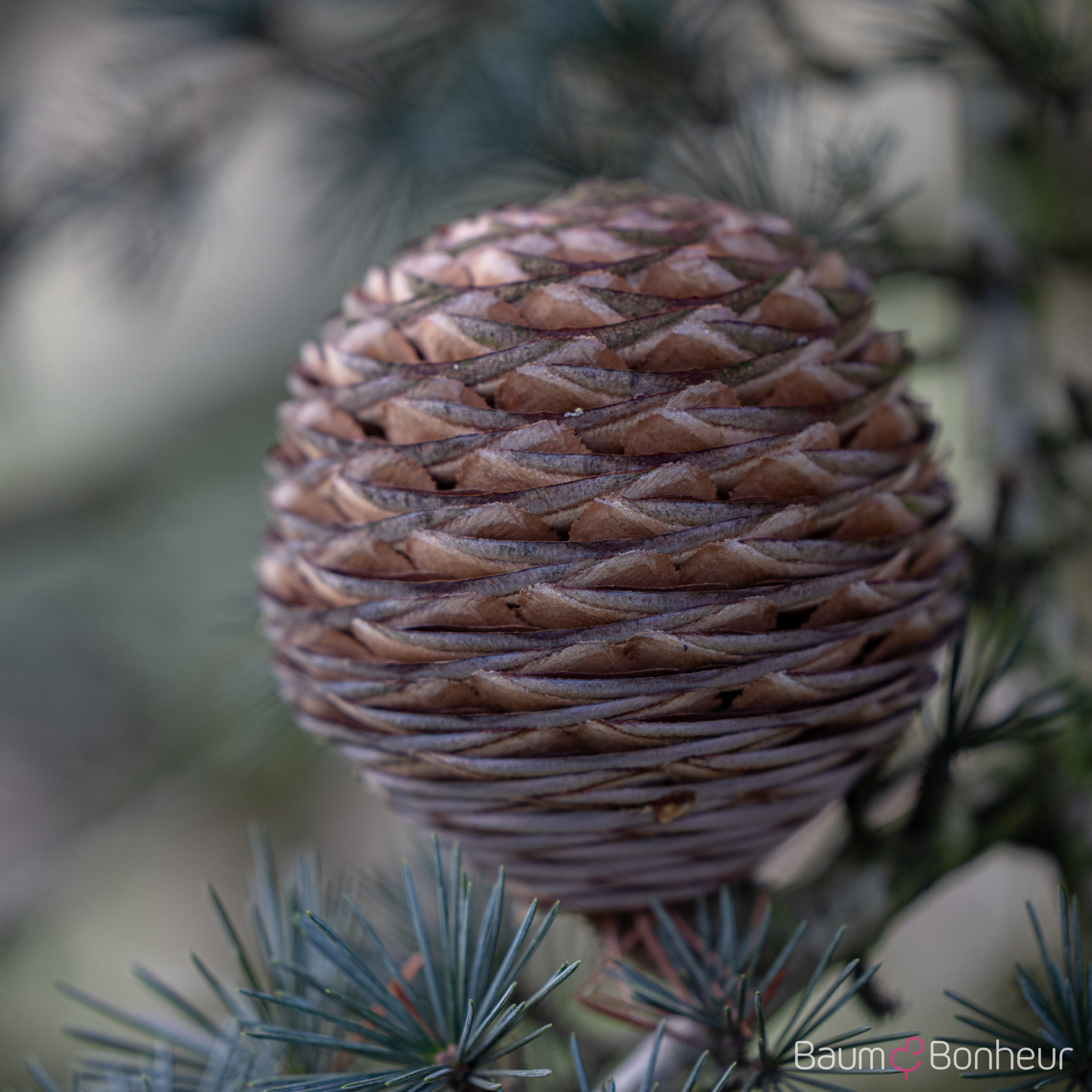 Cedrus libani