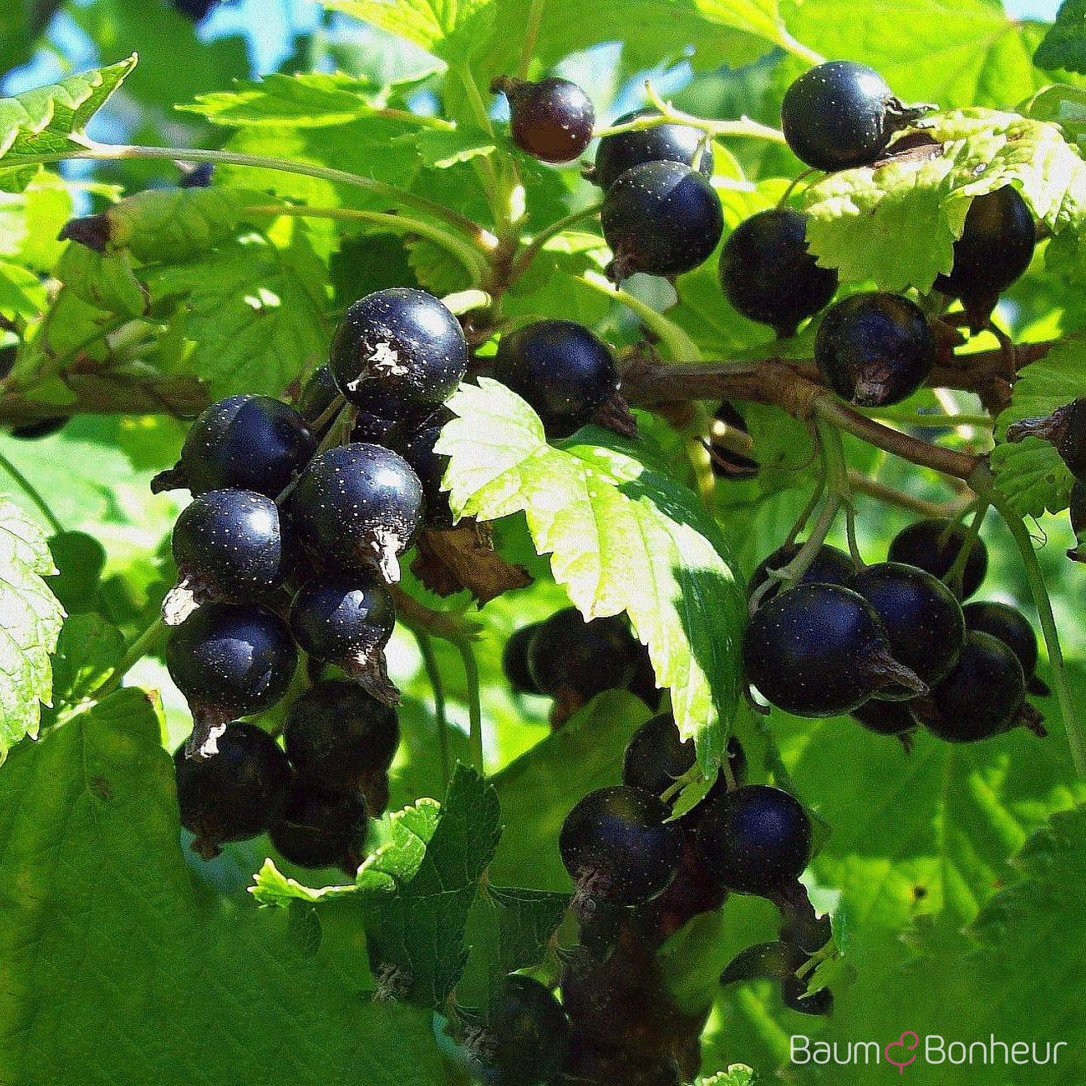 Ribes nigrum 'Titania'