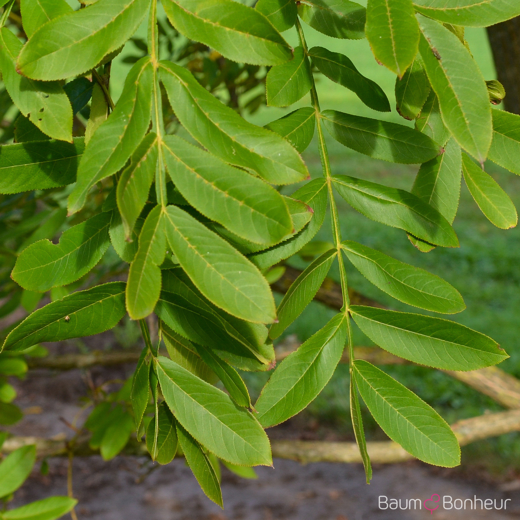 Pterocarya stenoptera