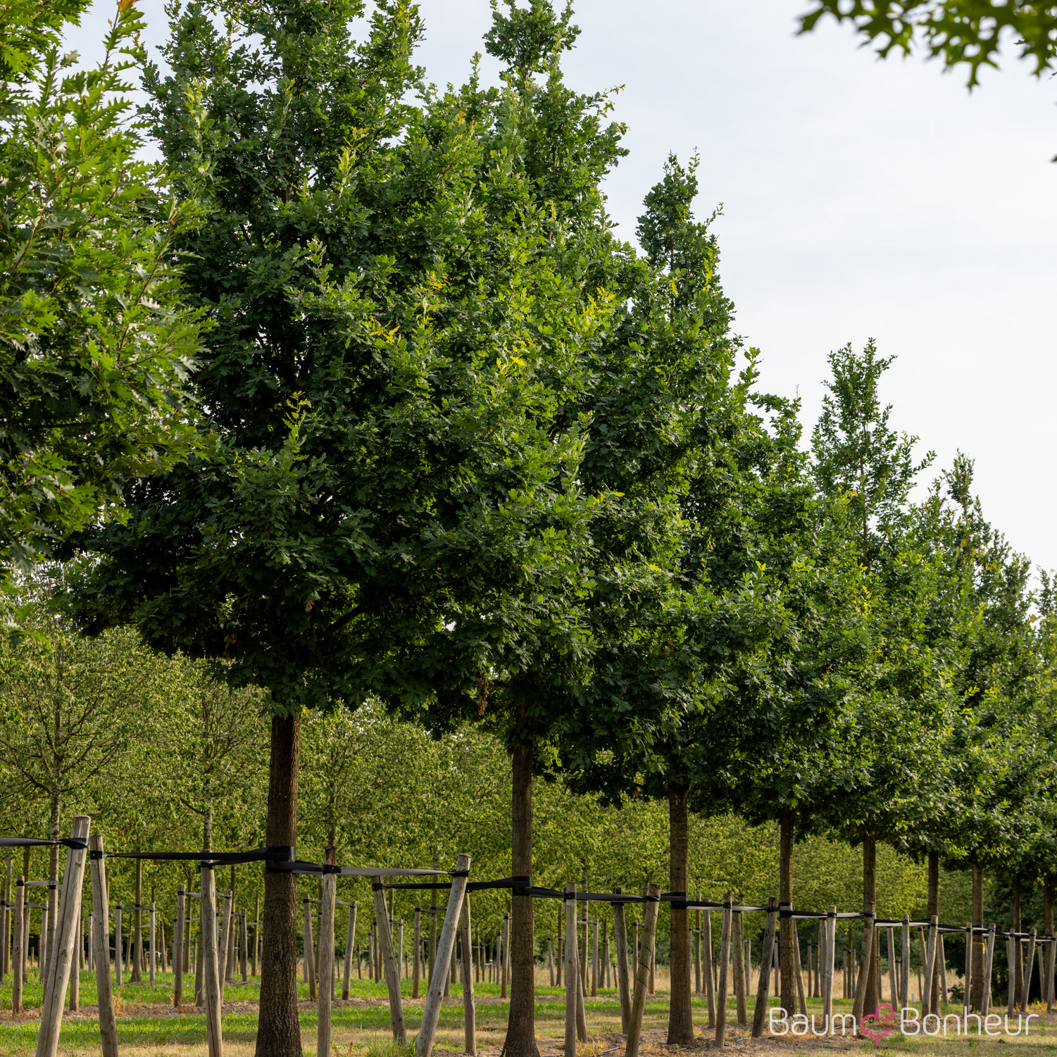 Quercus robur