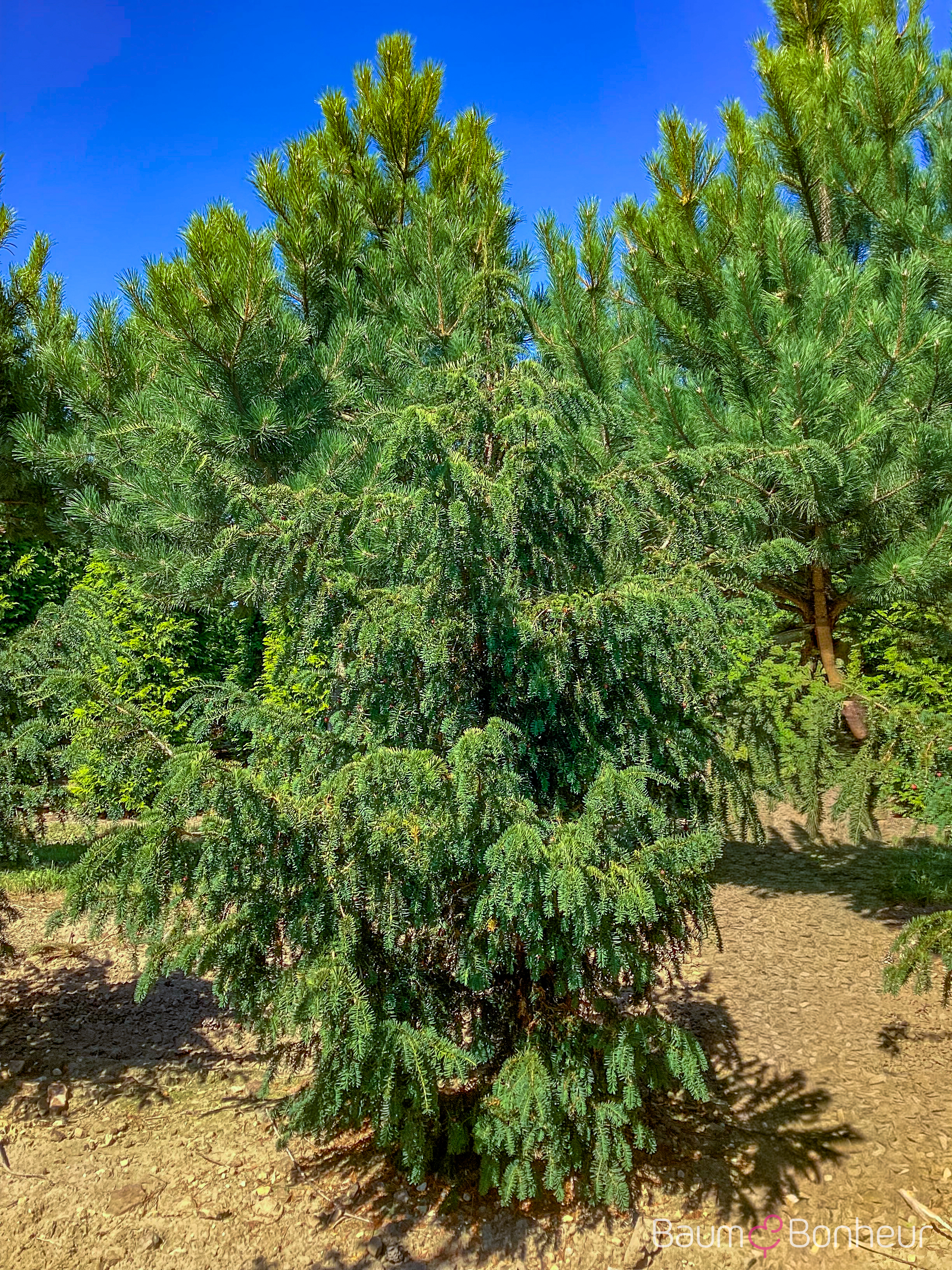 Taxus baccata 'Dovastoniana'