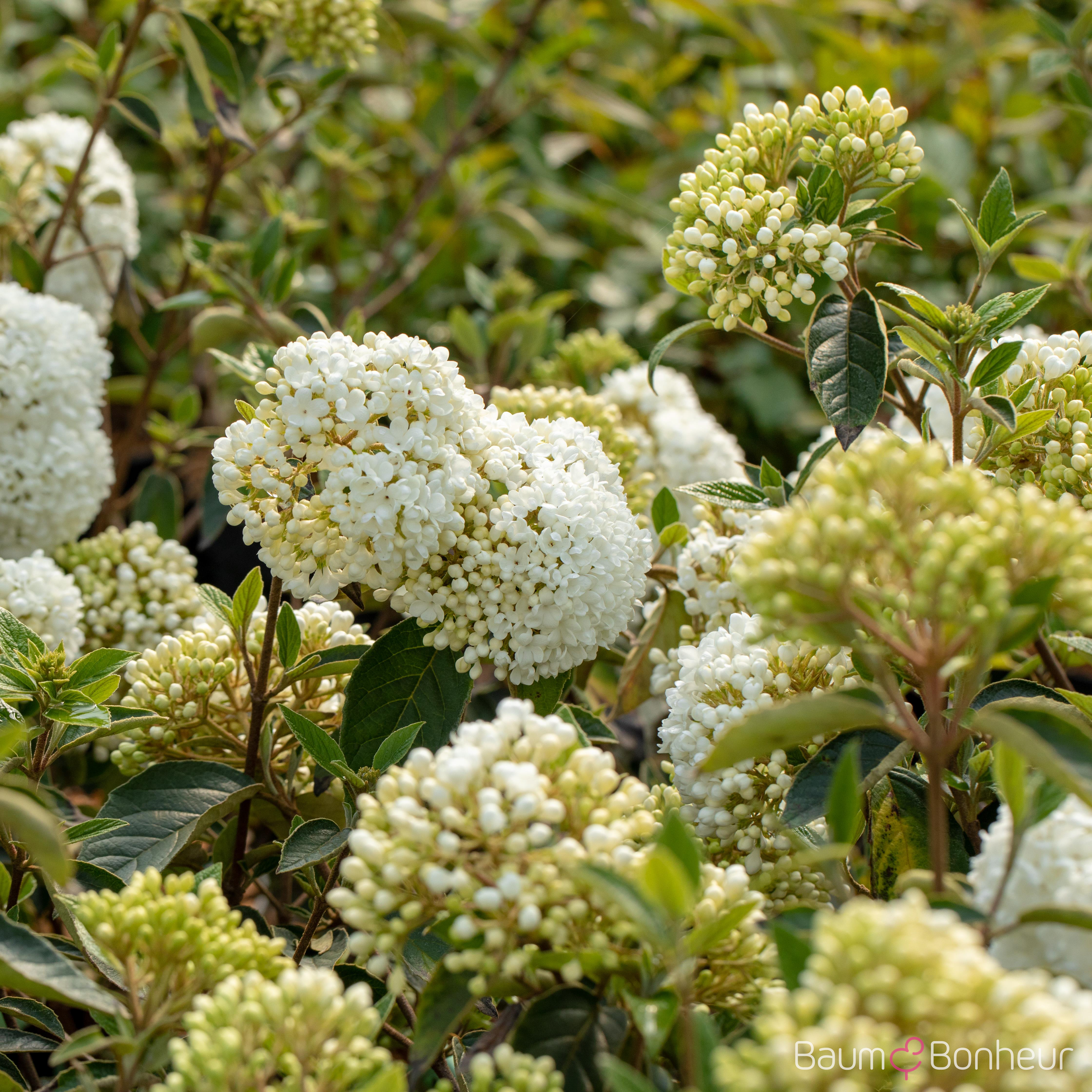 Viburnum 'Eskimo'